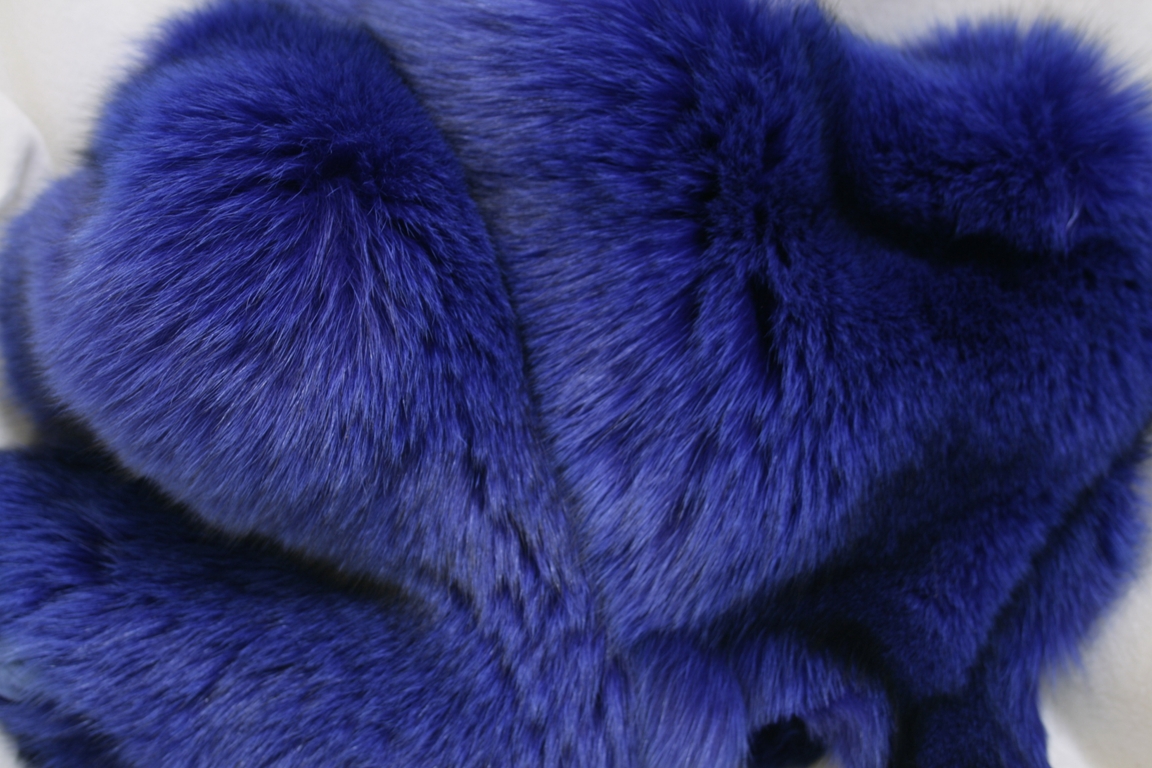 Blue-Fox-Blue
