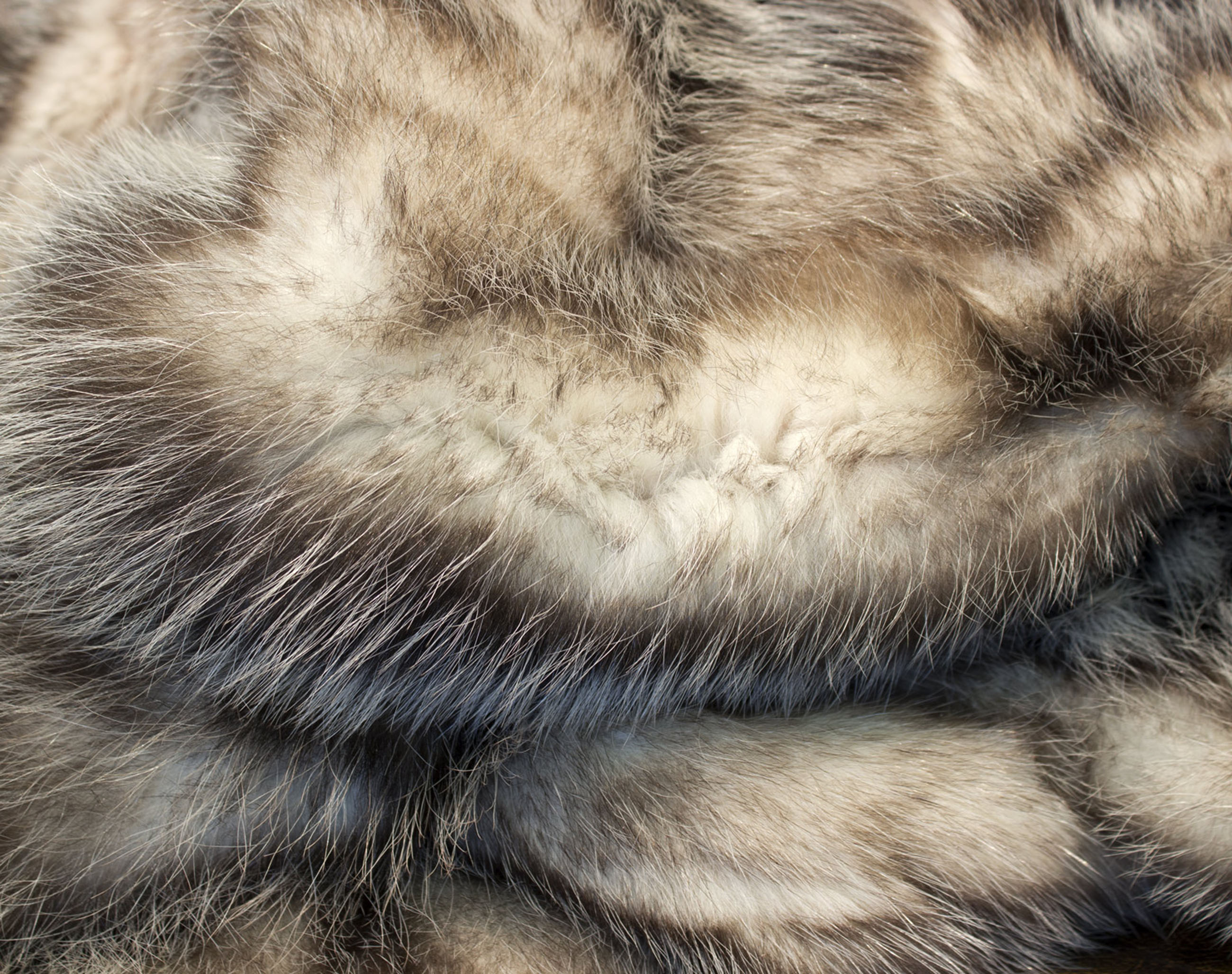 Pelzdecke-nordamerikanische-opossum-7 North American Opossum Fur Blanket