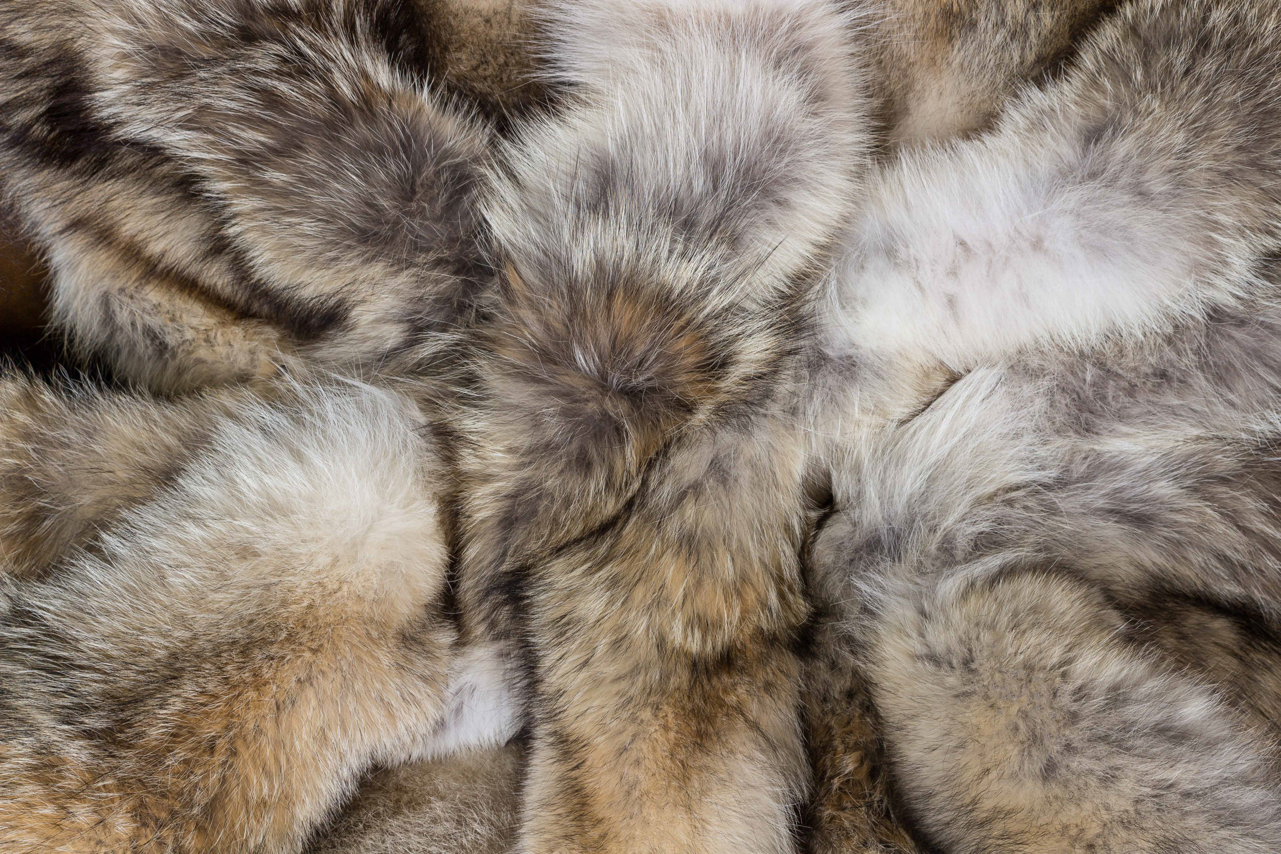 Canadian Coyote Fur Throw - "Top Lot Award"