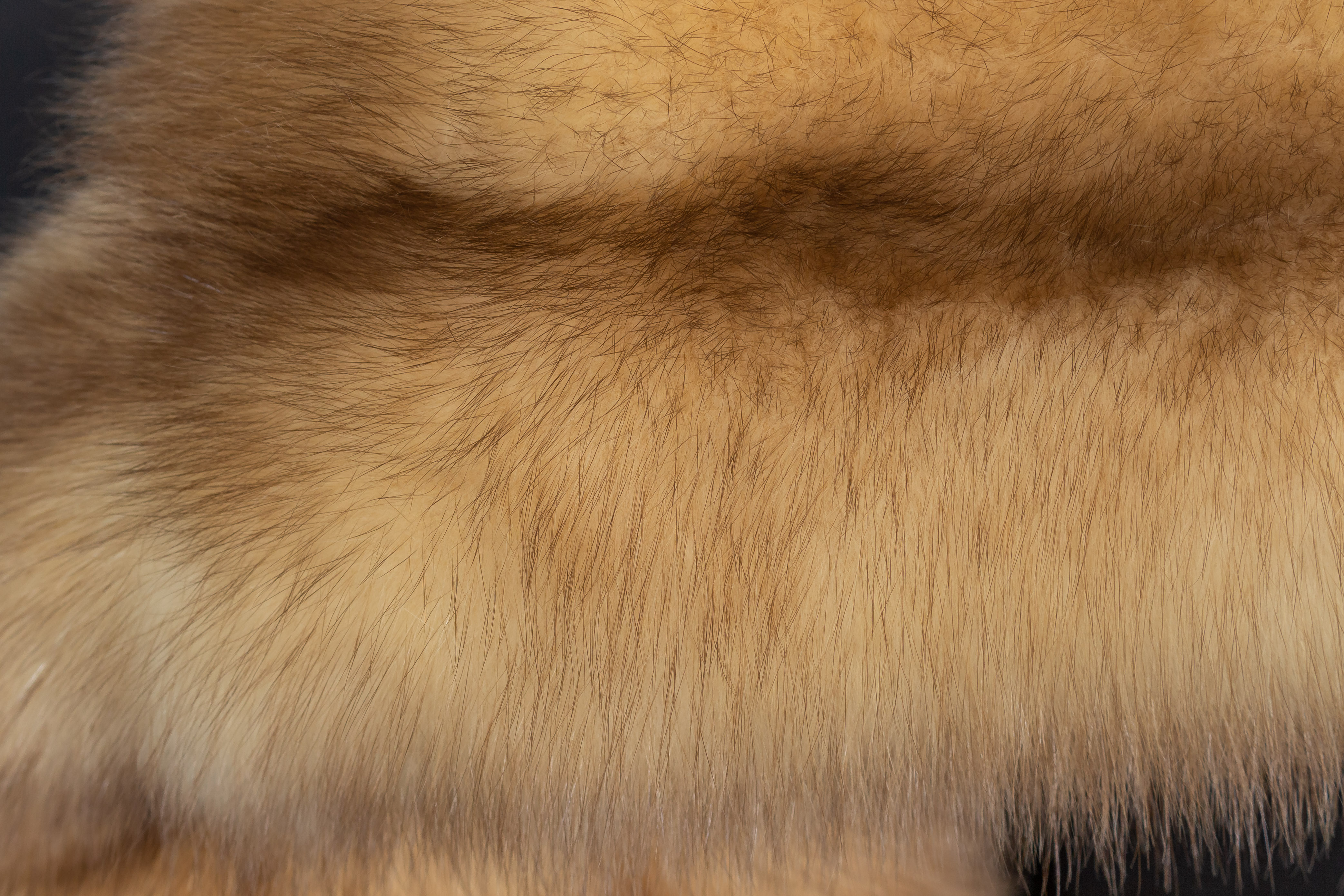 Sable Fur Stola with Russian Gold Sables