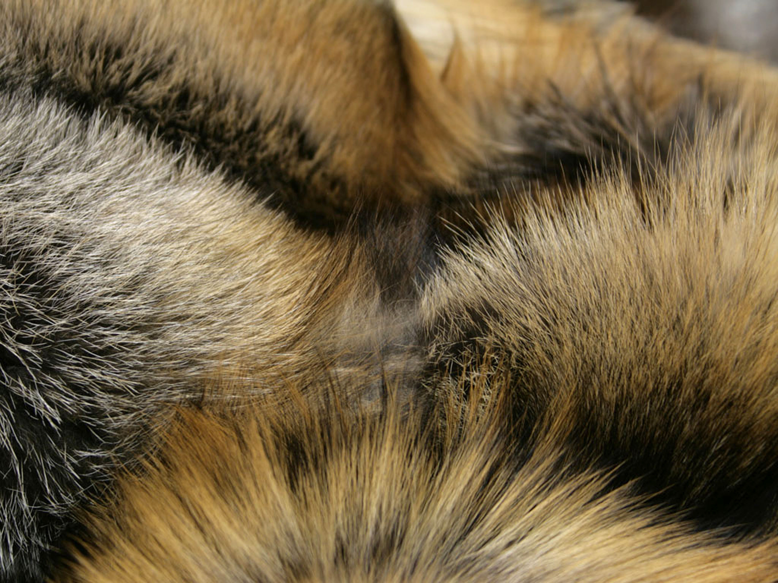 SAGA Golden Cross Fox fur throw
