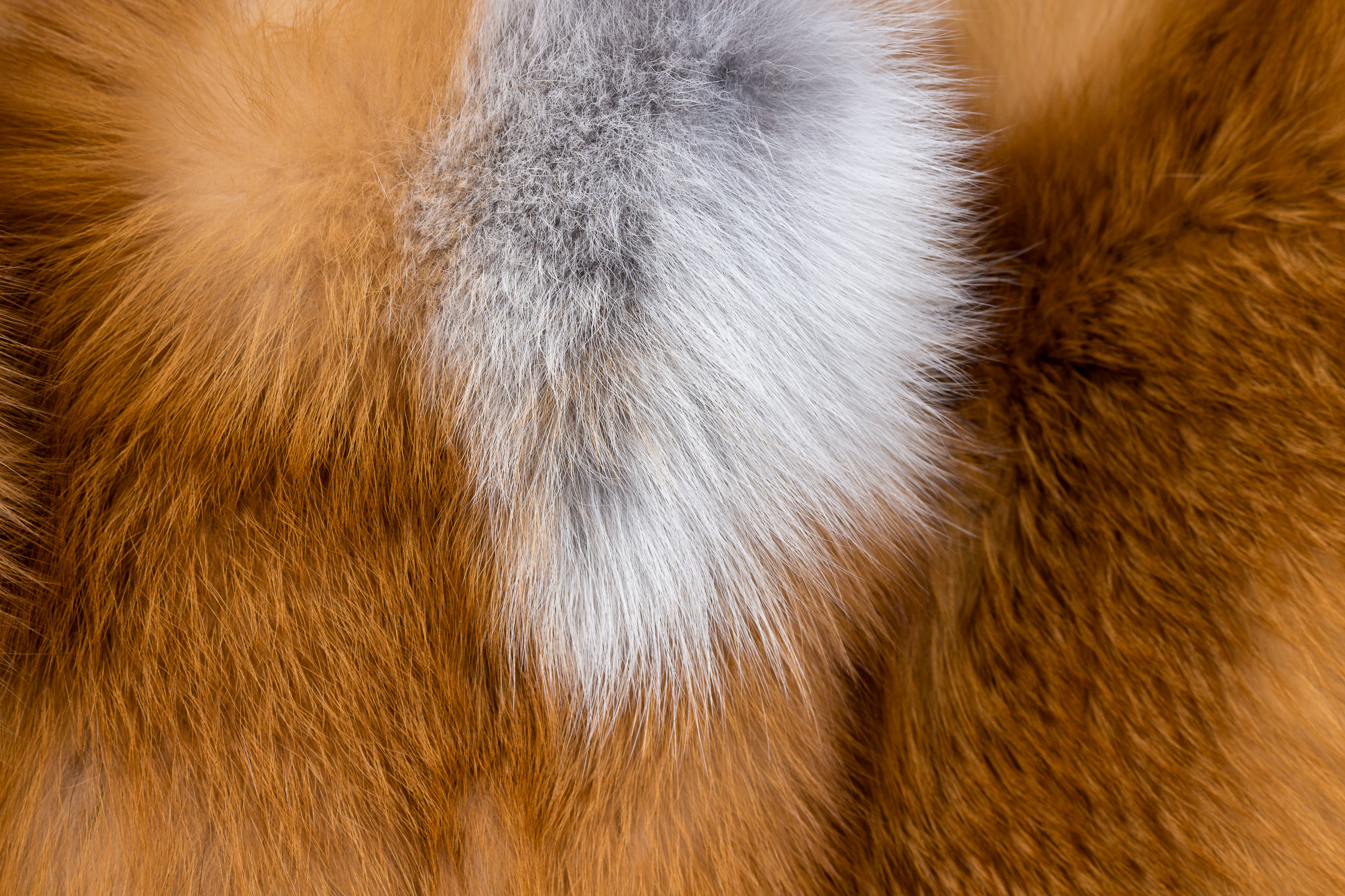 Fur pillow made of Canadian red fox