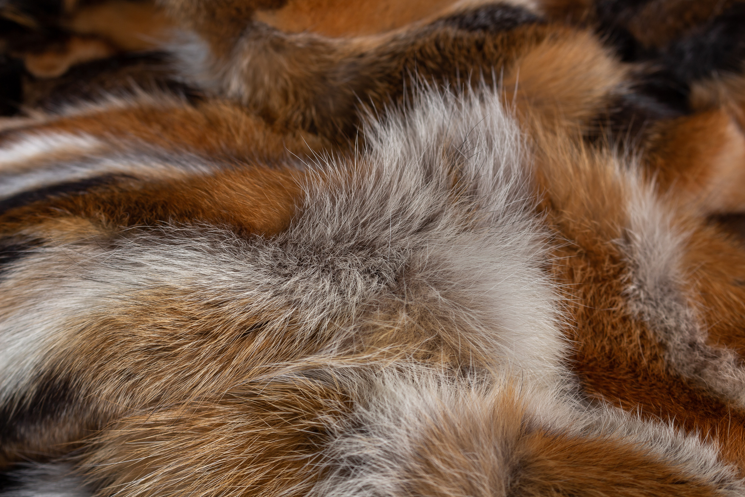 European Red Fox Fur Throw "Dark Type"