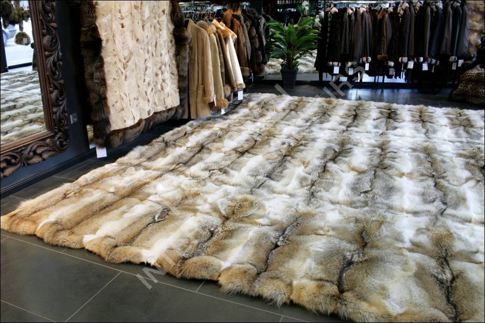 Large coyote fur carpet