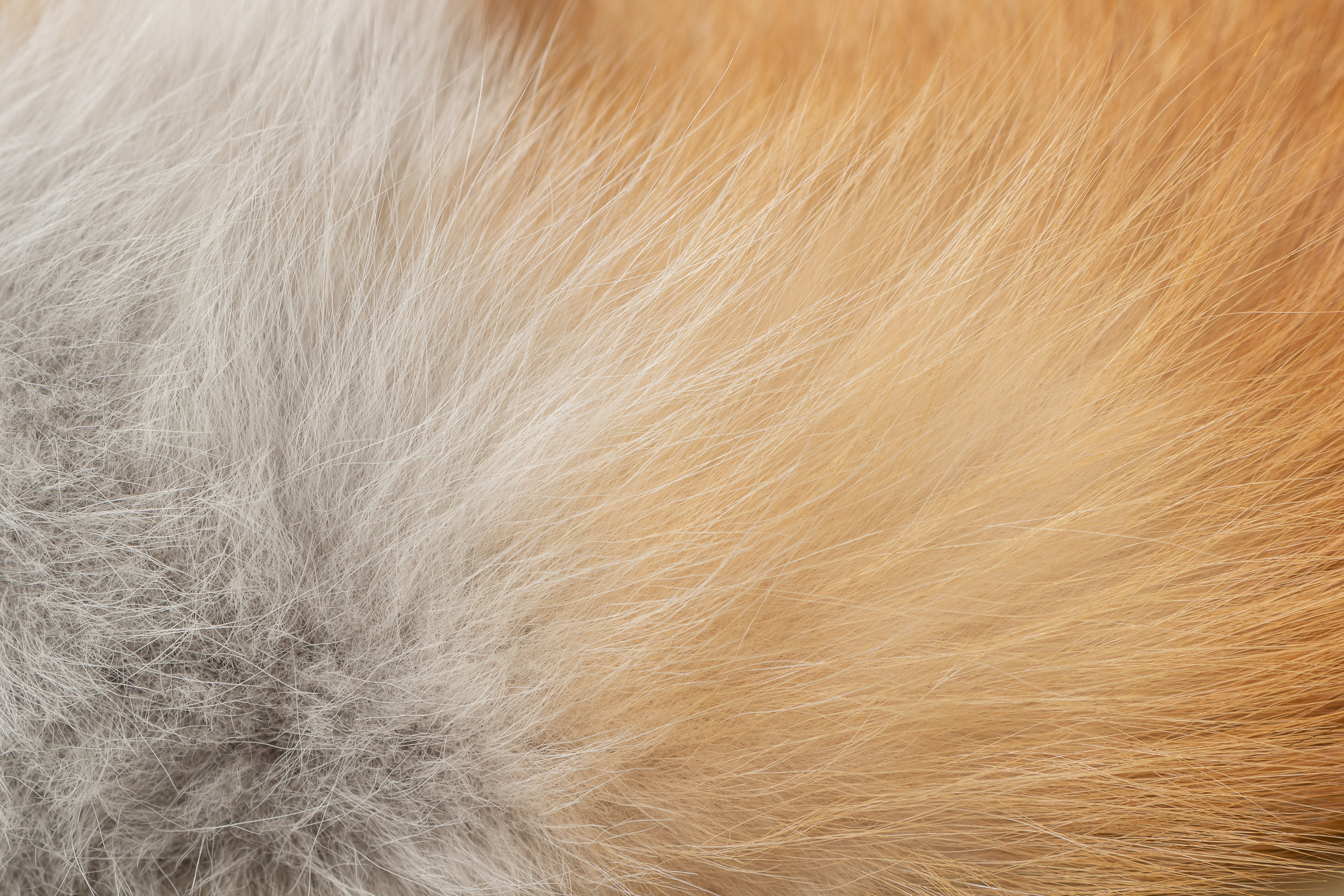 Red Fox Chair from European Foxes