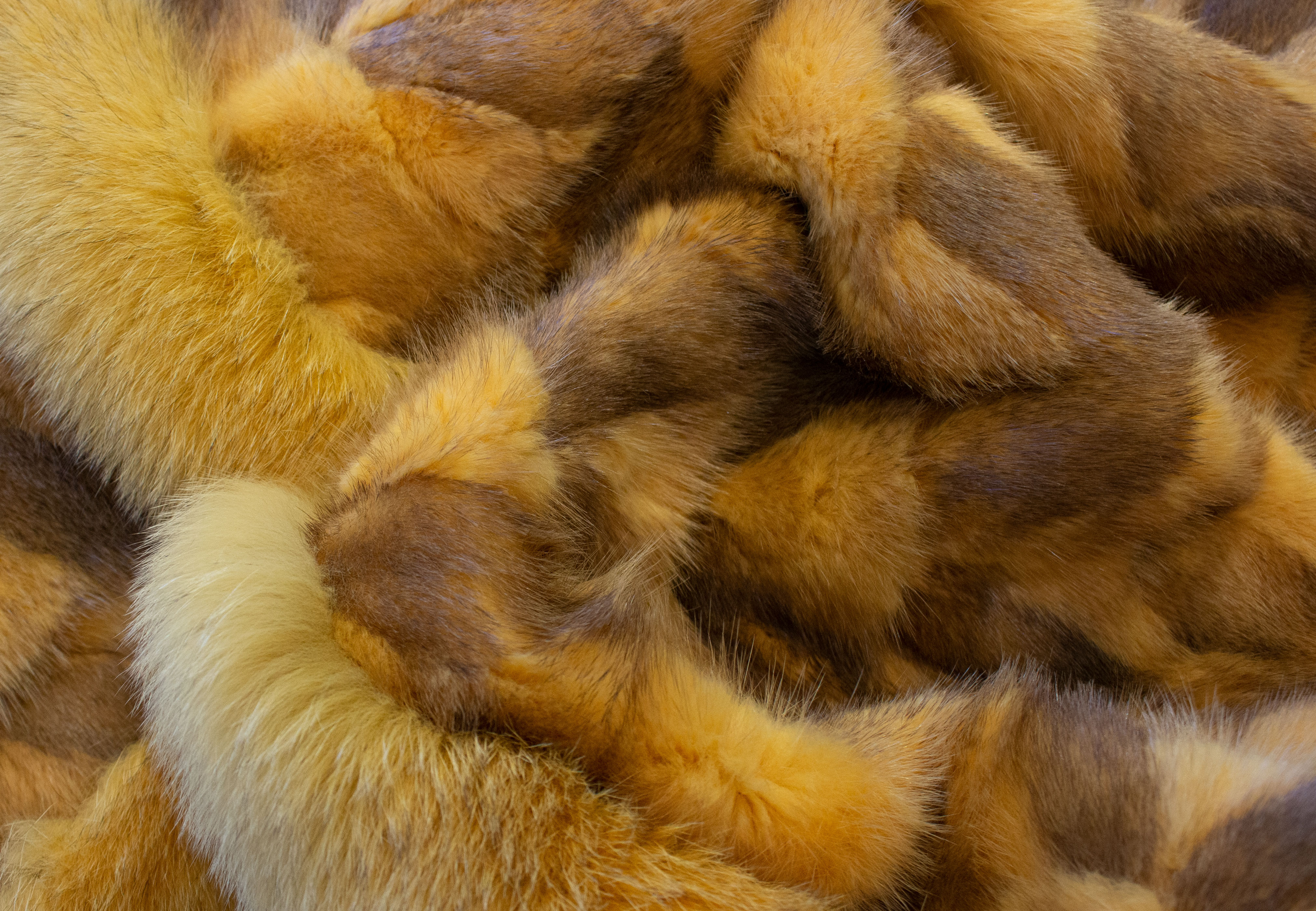 Muskrat Fur Blanket with Fox Frame - Golden Honey
