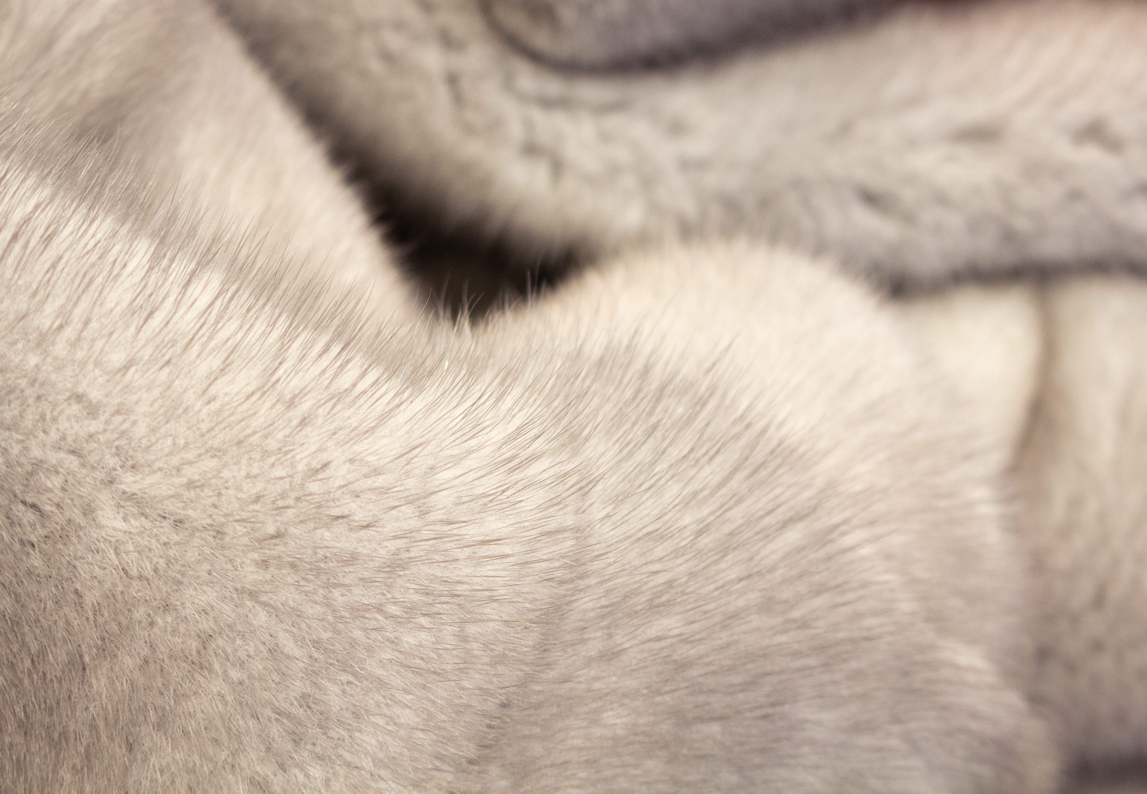 Sapphire Mink Fur Blanket