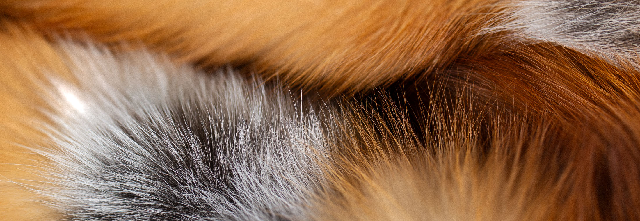 2025-10-herbstangebote-background