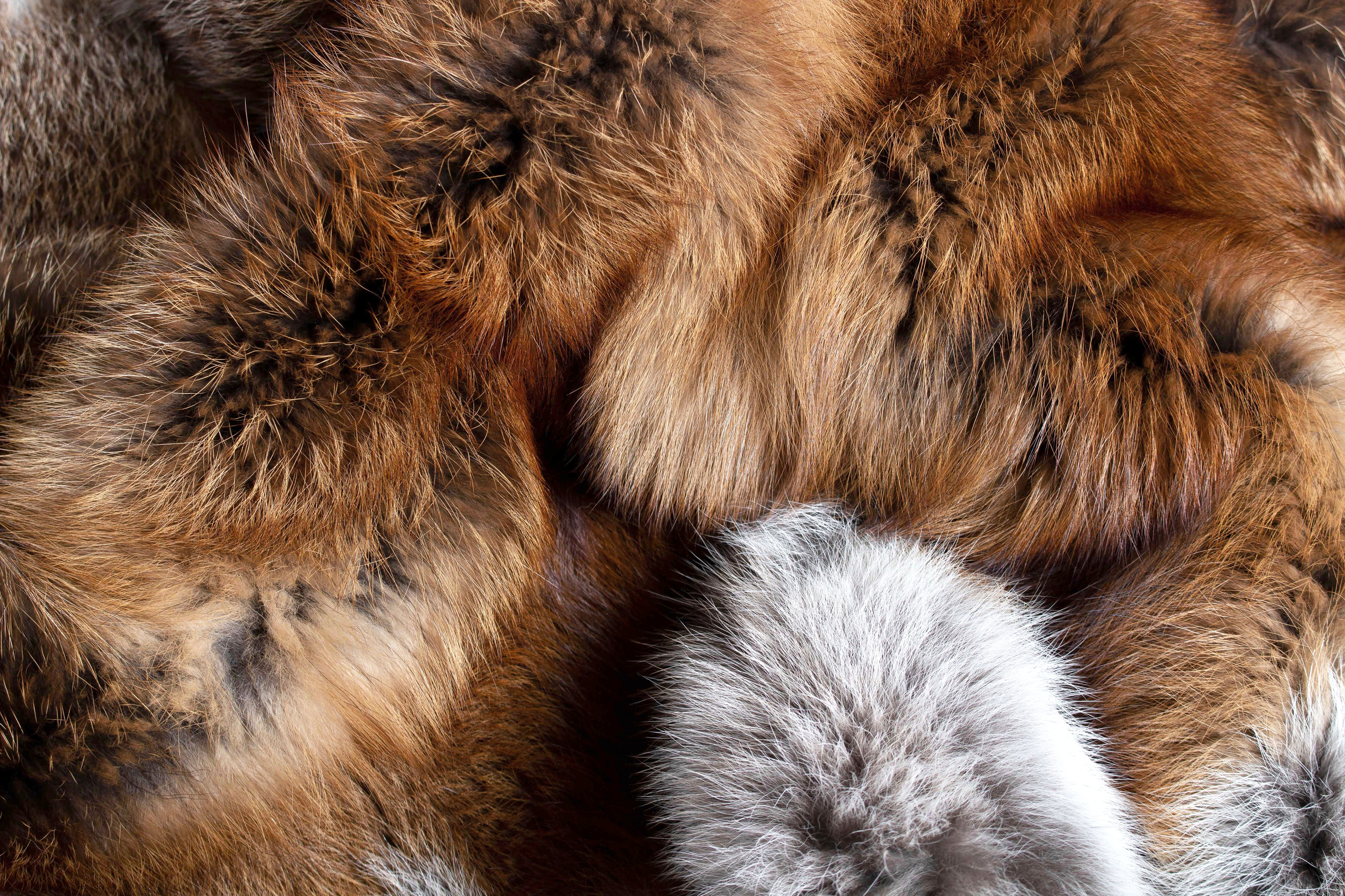 6-1485-europaeischer-Rotfuchs-Fellteppich-Echtfelle-Paustian European Red Fox Fur Rug - Natural Color