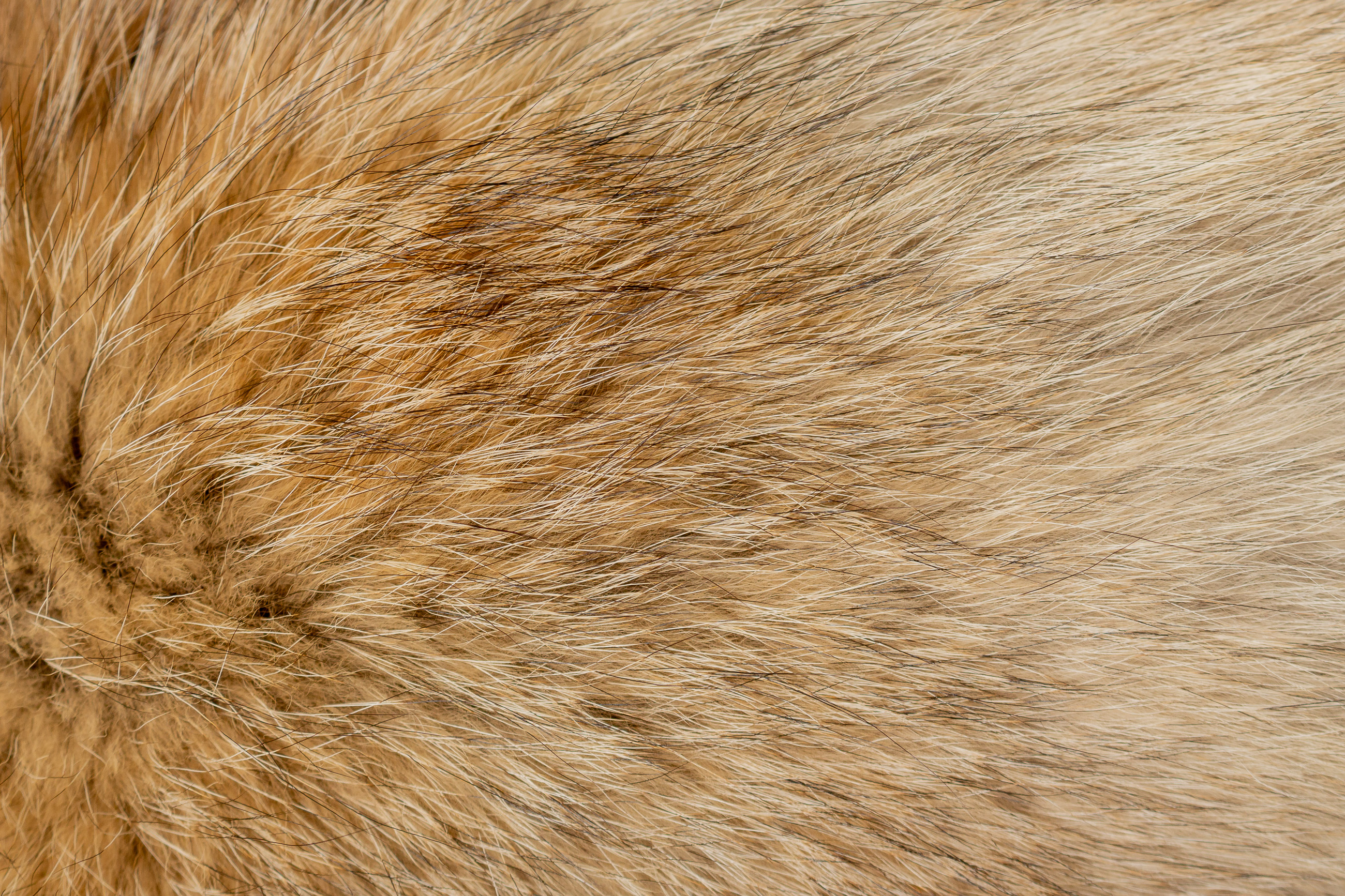 Canadian Coyote Fur Chair