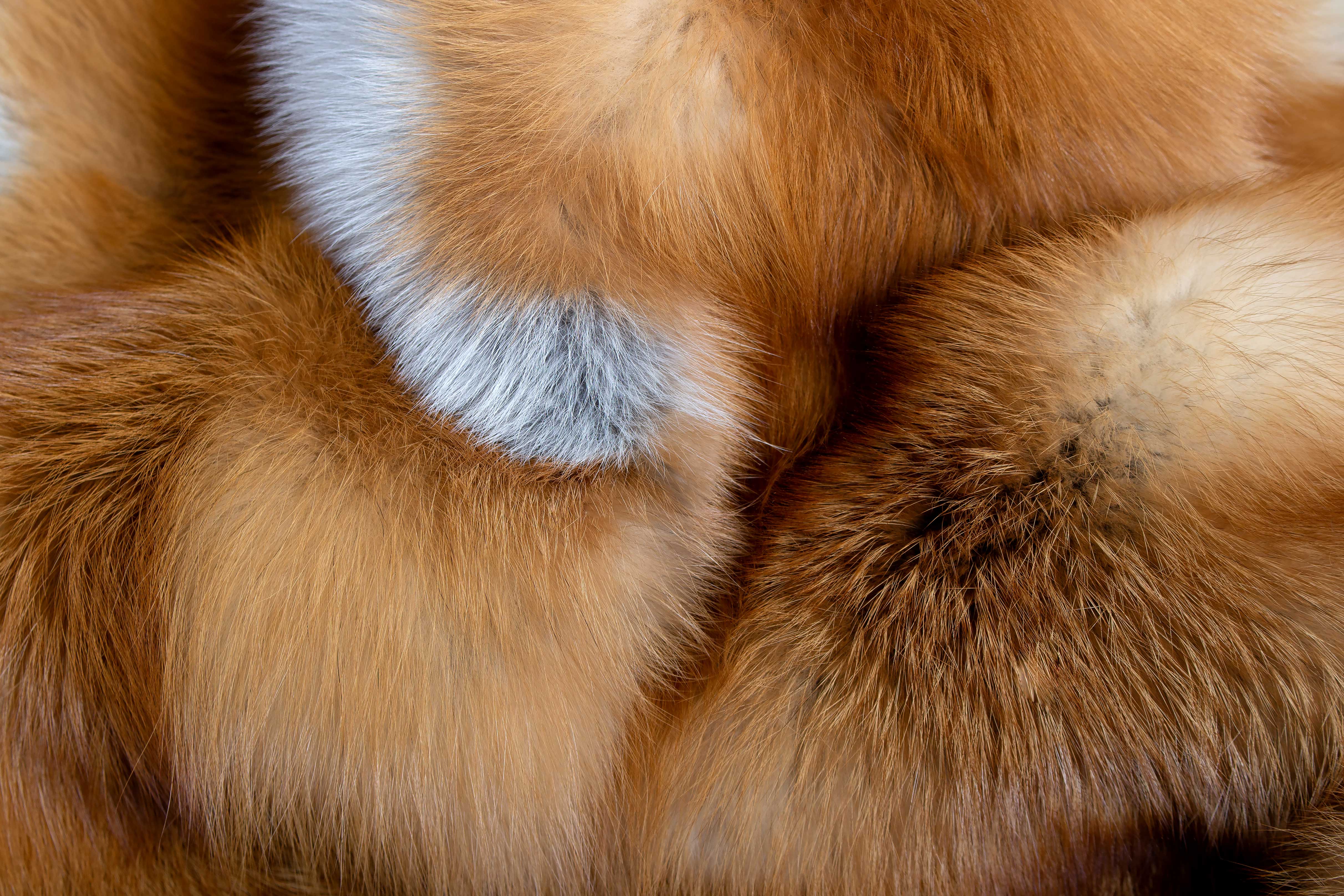Canadian Red Fox Fur Rug