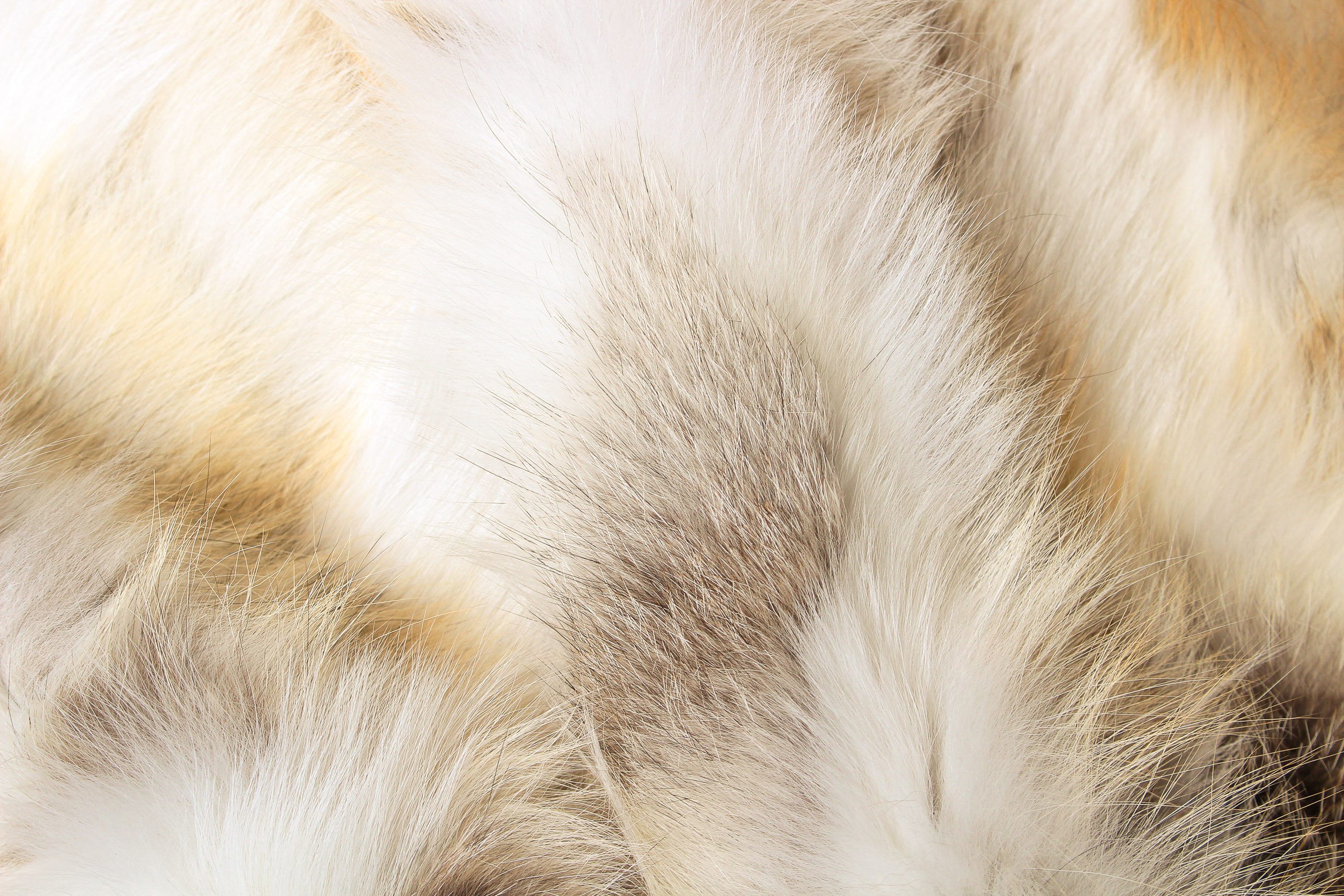 Golden Island Fox Rug