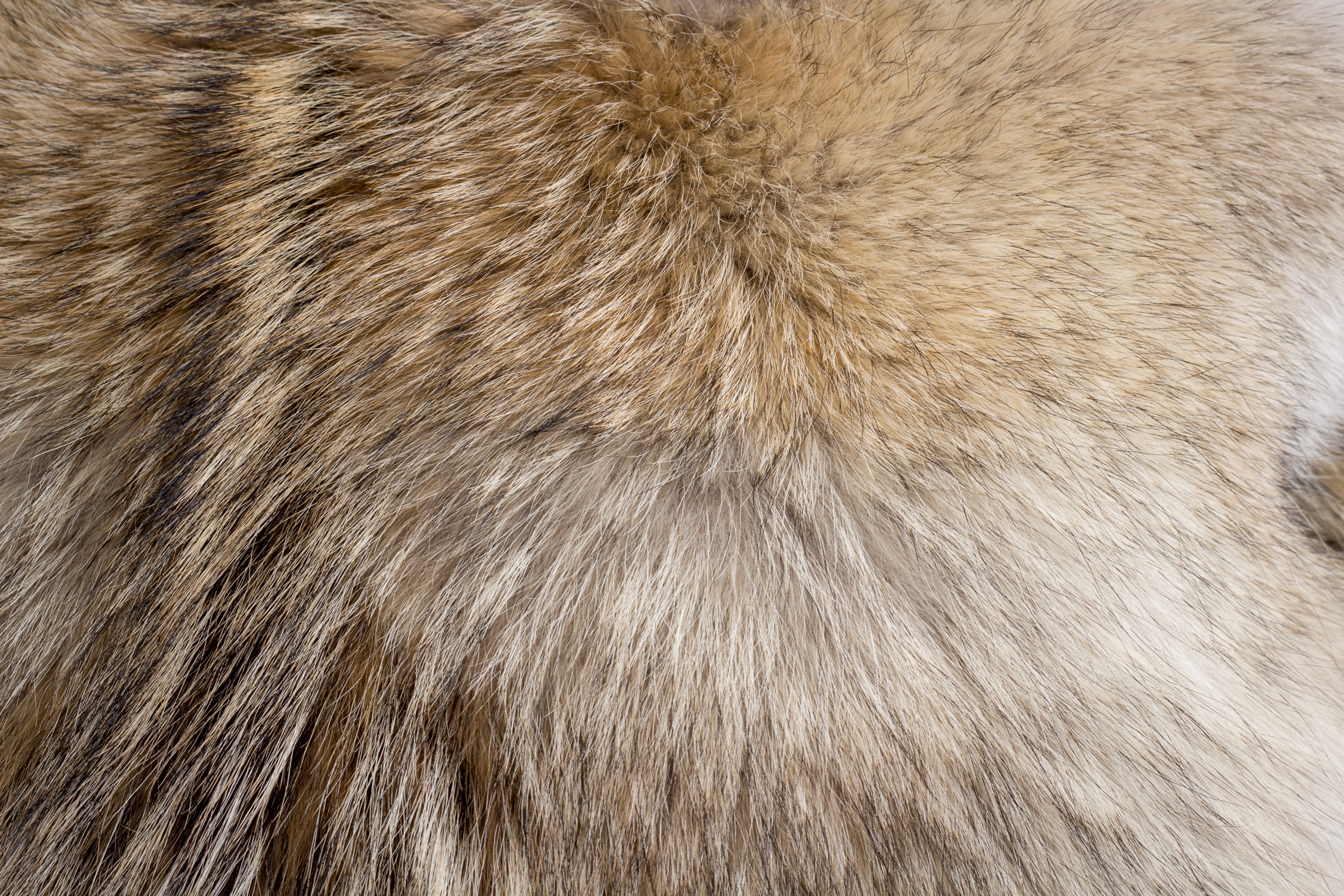 Candian Coyote Fur Cushion