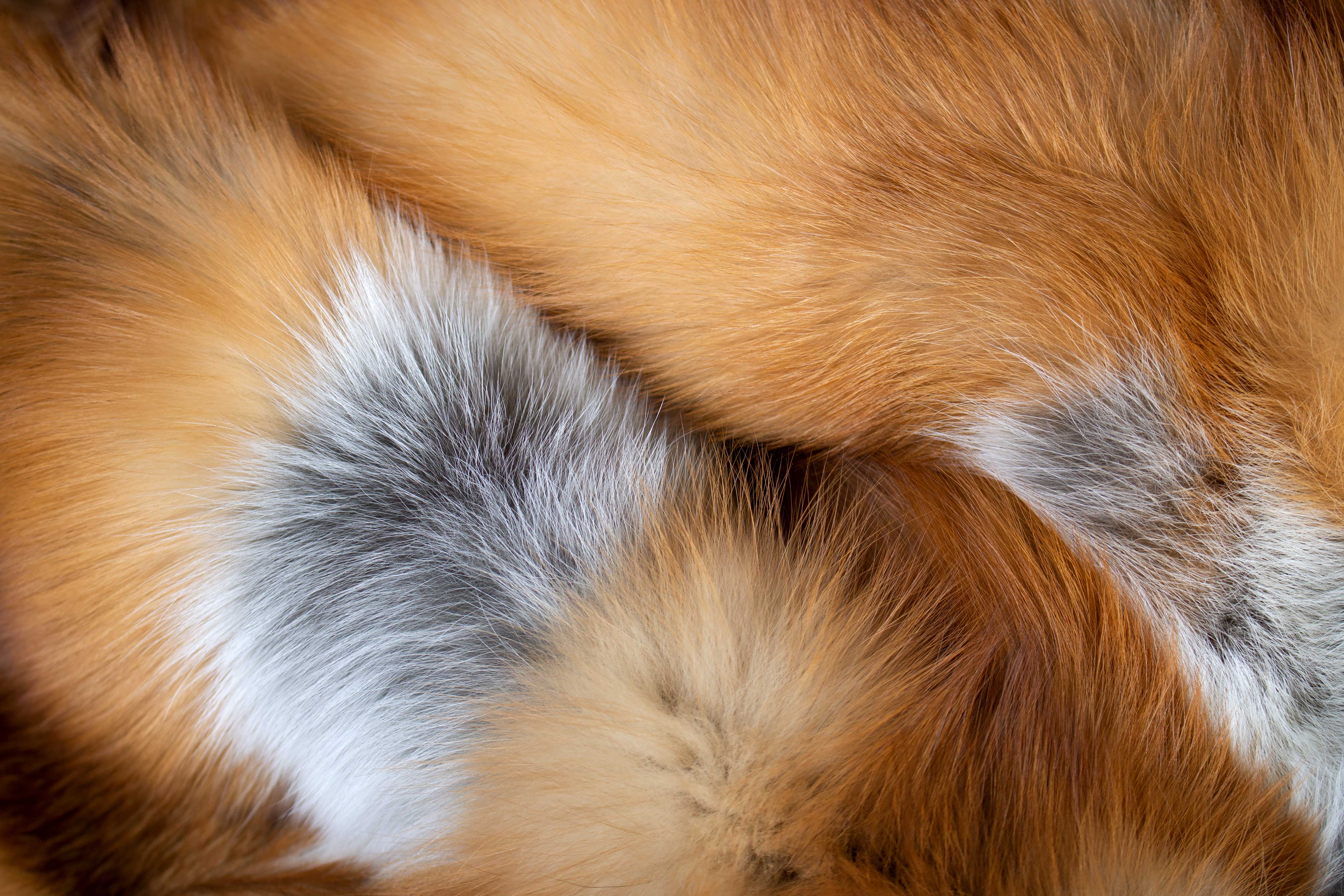 Delightful Canadian red fox fur throw