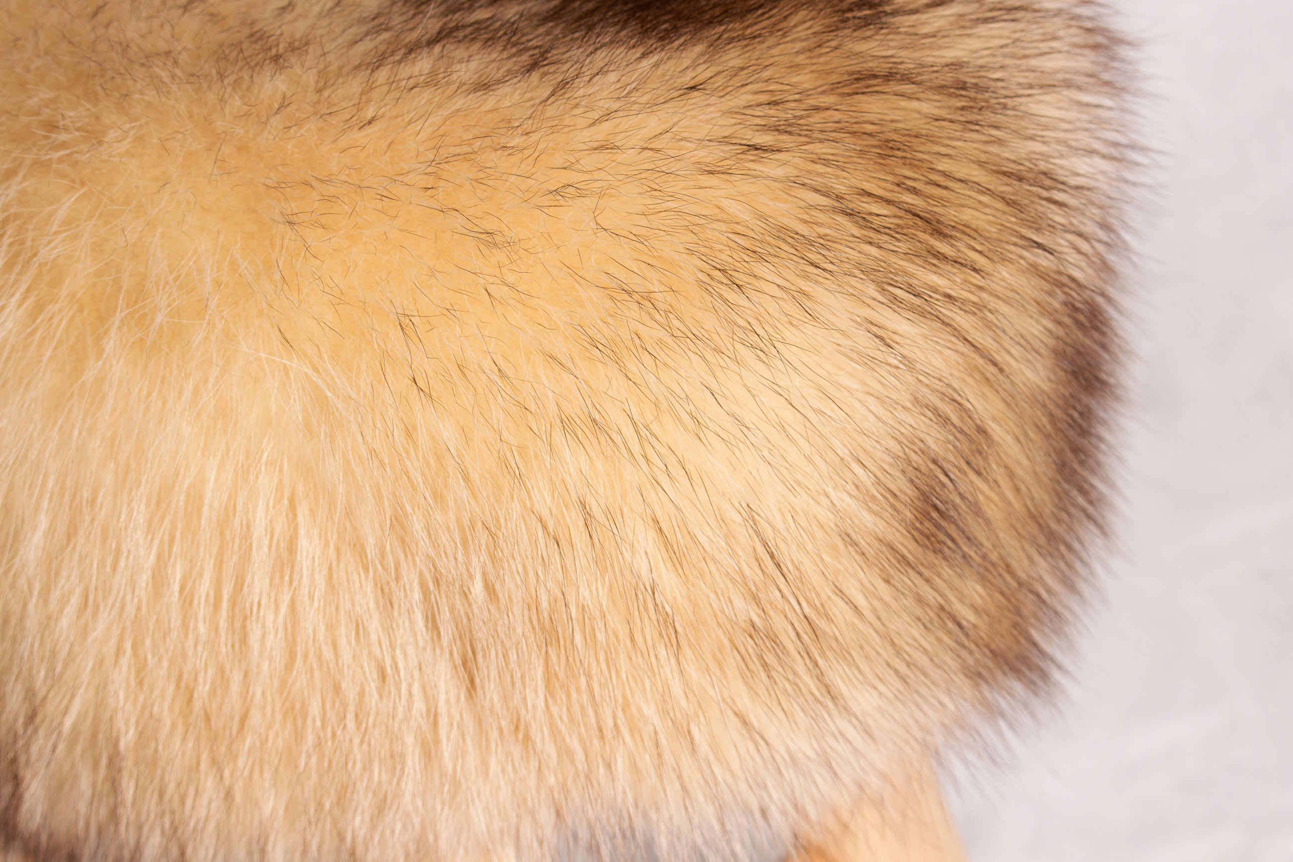 4-2818-kanadischer-Waschb-r-Pinienholz-Sitzhocker-Lars-Paustian Canadian Raccoon Sitting Chair with Pine-Wood