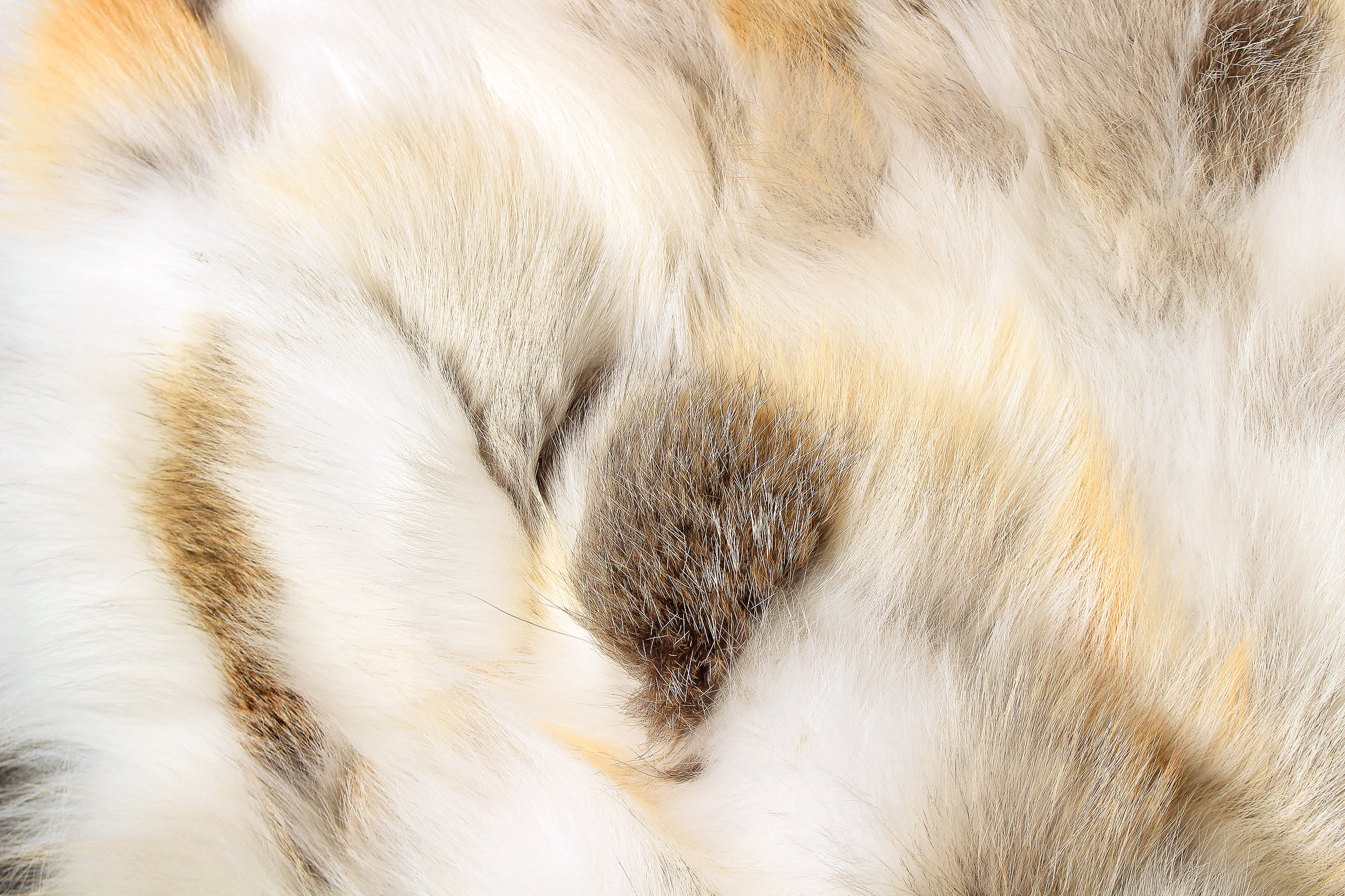 Golden Island Fox Rug