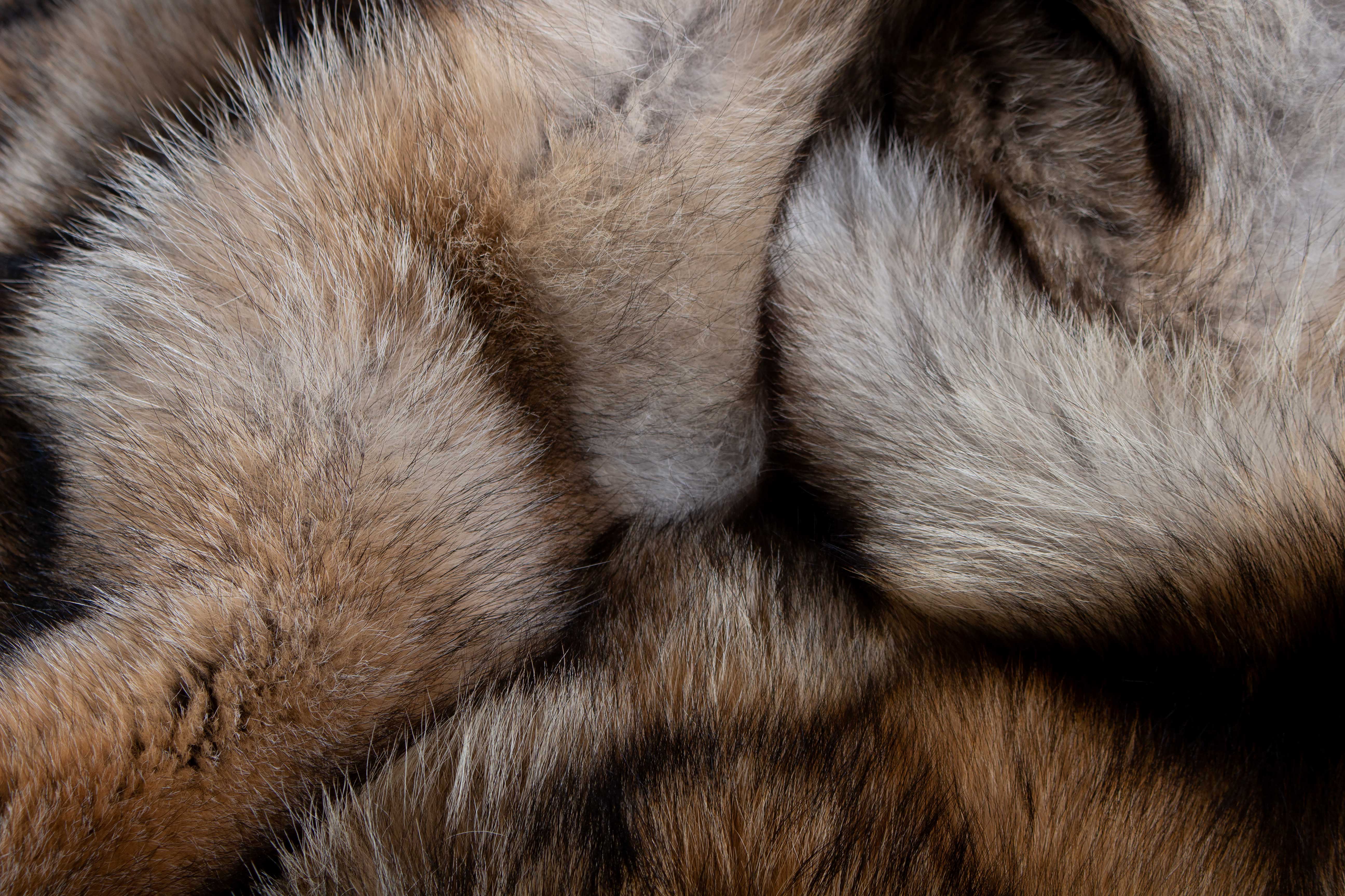 Canadian Coyote Fur Carpet made of Real Fur