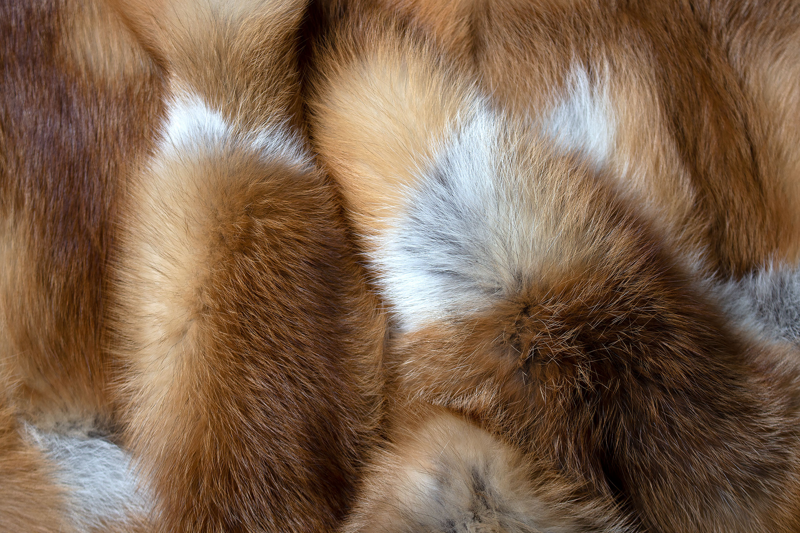 European Red Fox Fur Carpet - Genuine Fur