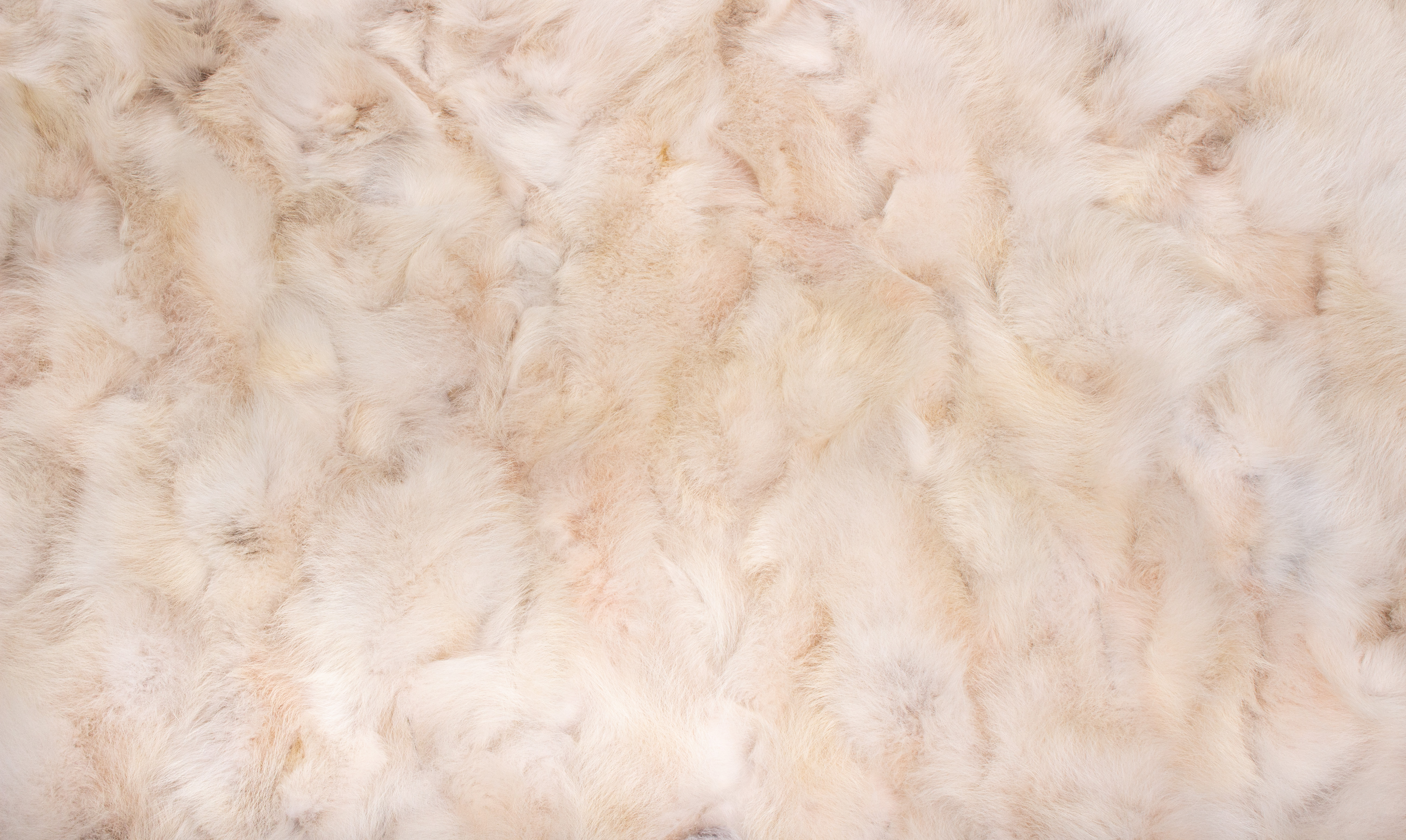 Canadian Coyote Fur Rug