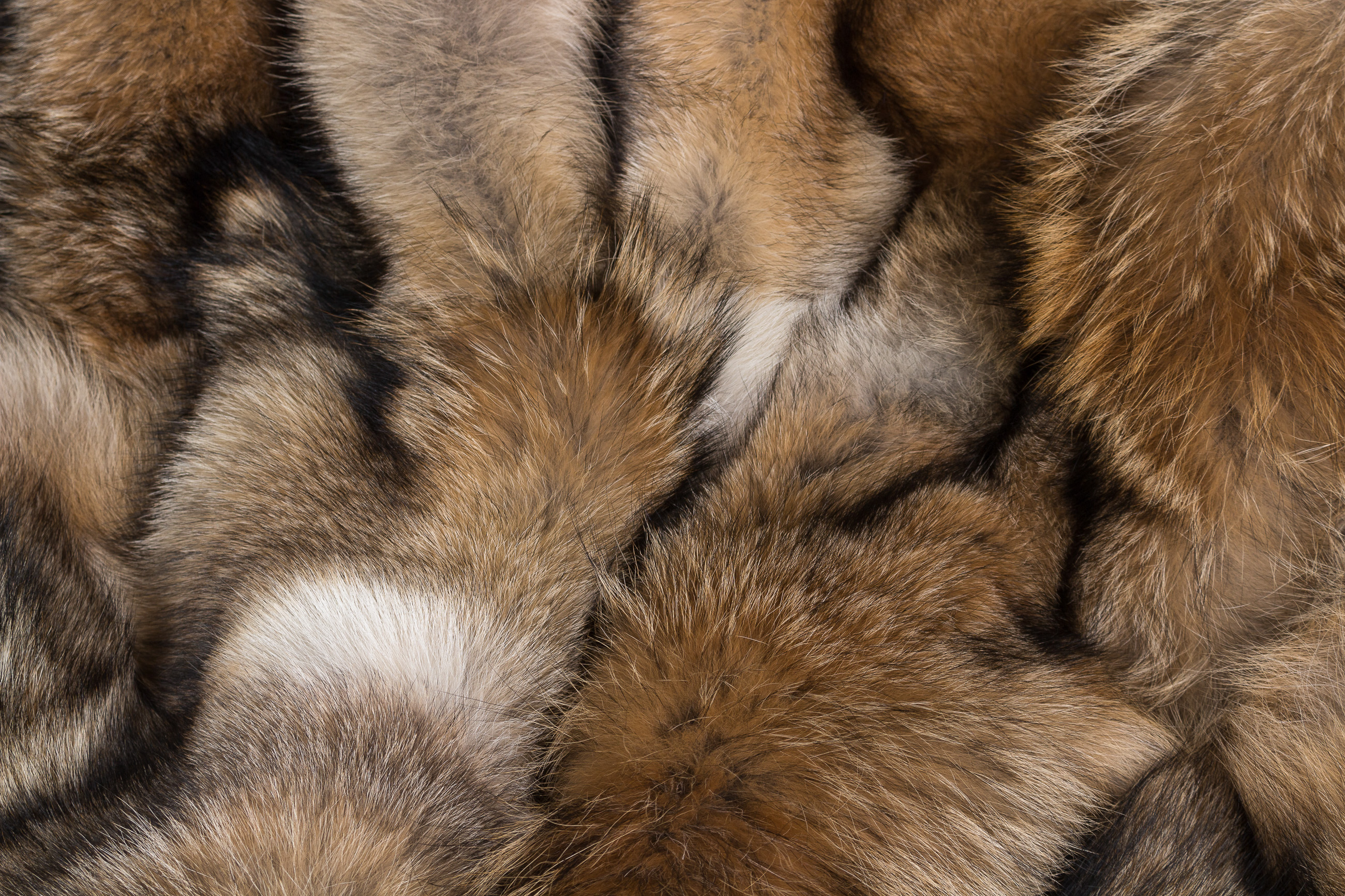 Canadian Coyote Blanket