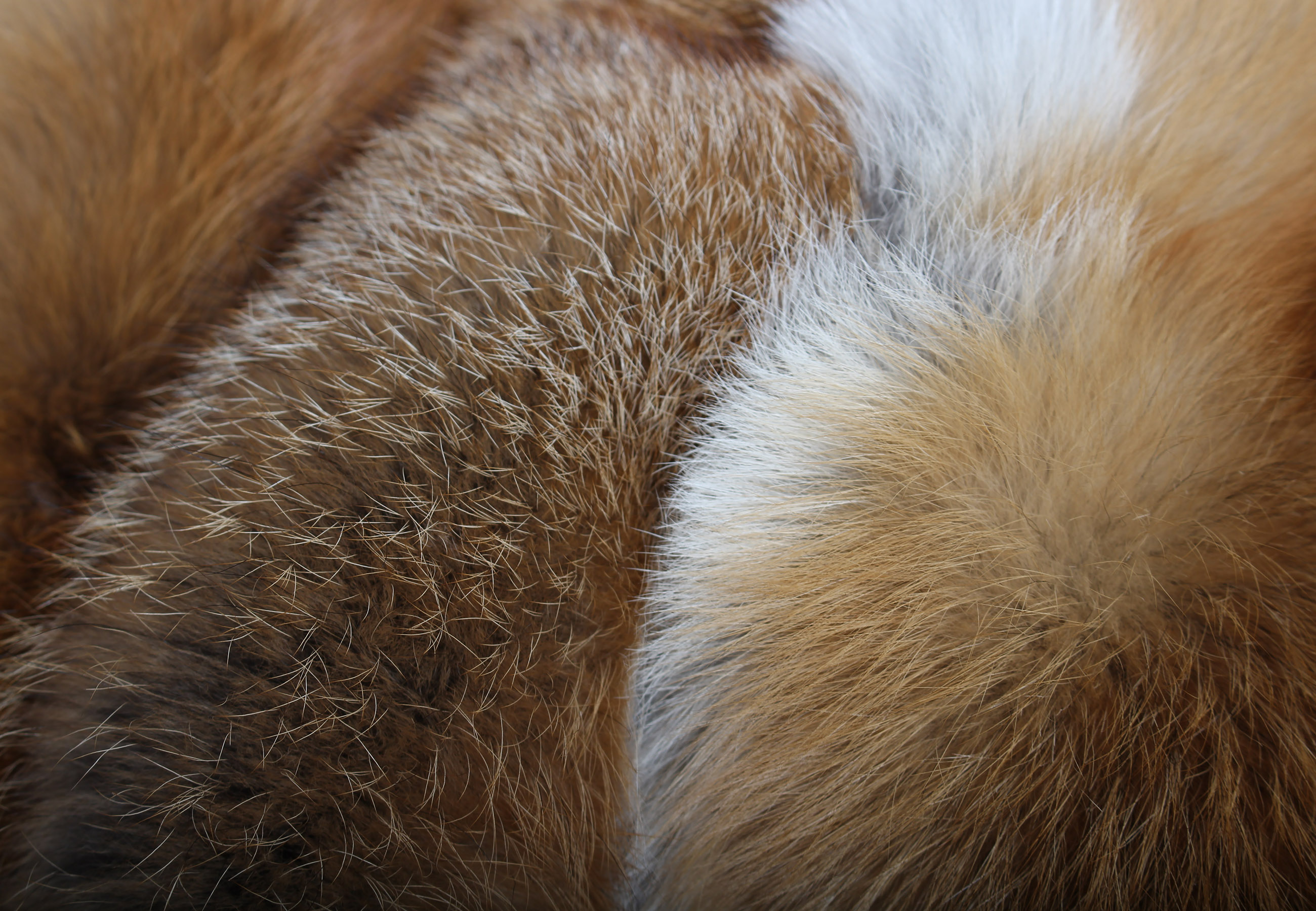 Red fox fur carpet - natural, european