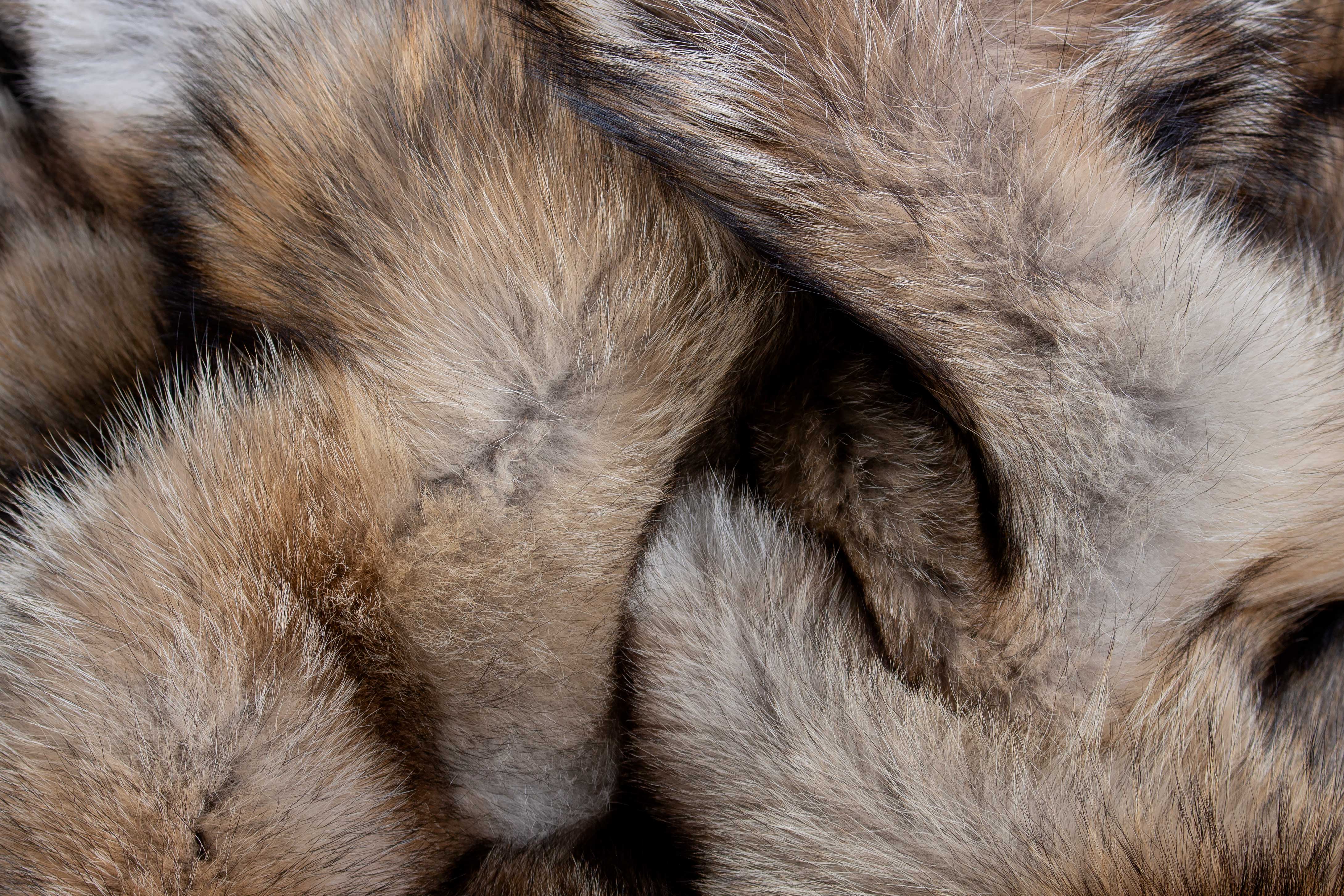 Canadian Coyote Fur Carpet made of Real Fur