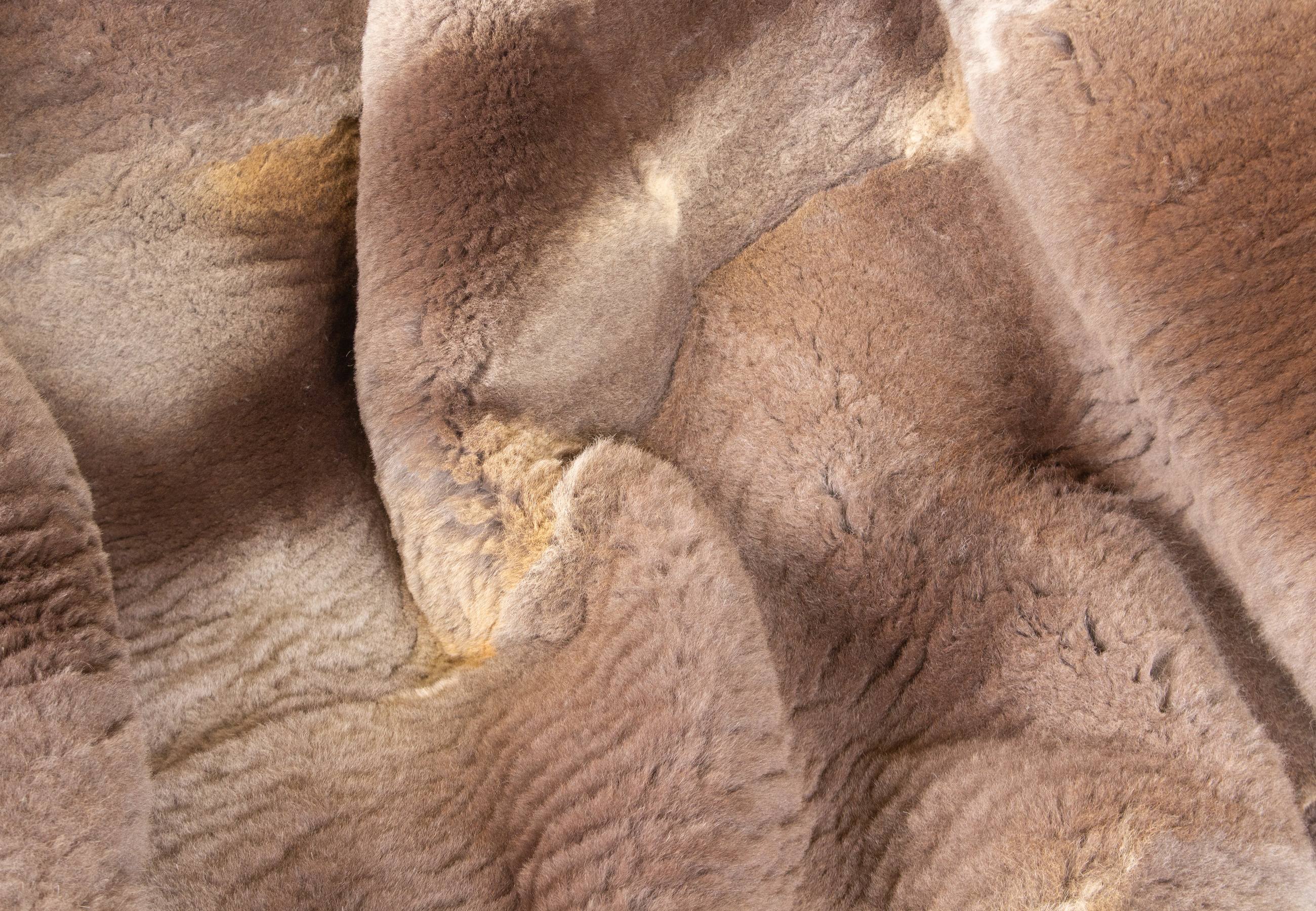 European Red Fox Blanket - Sheared Red Foxes