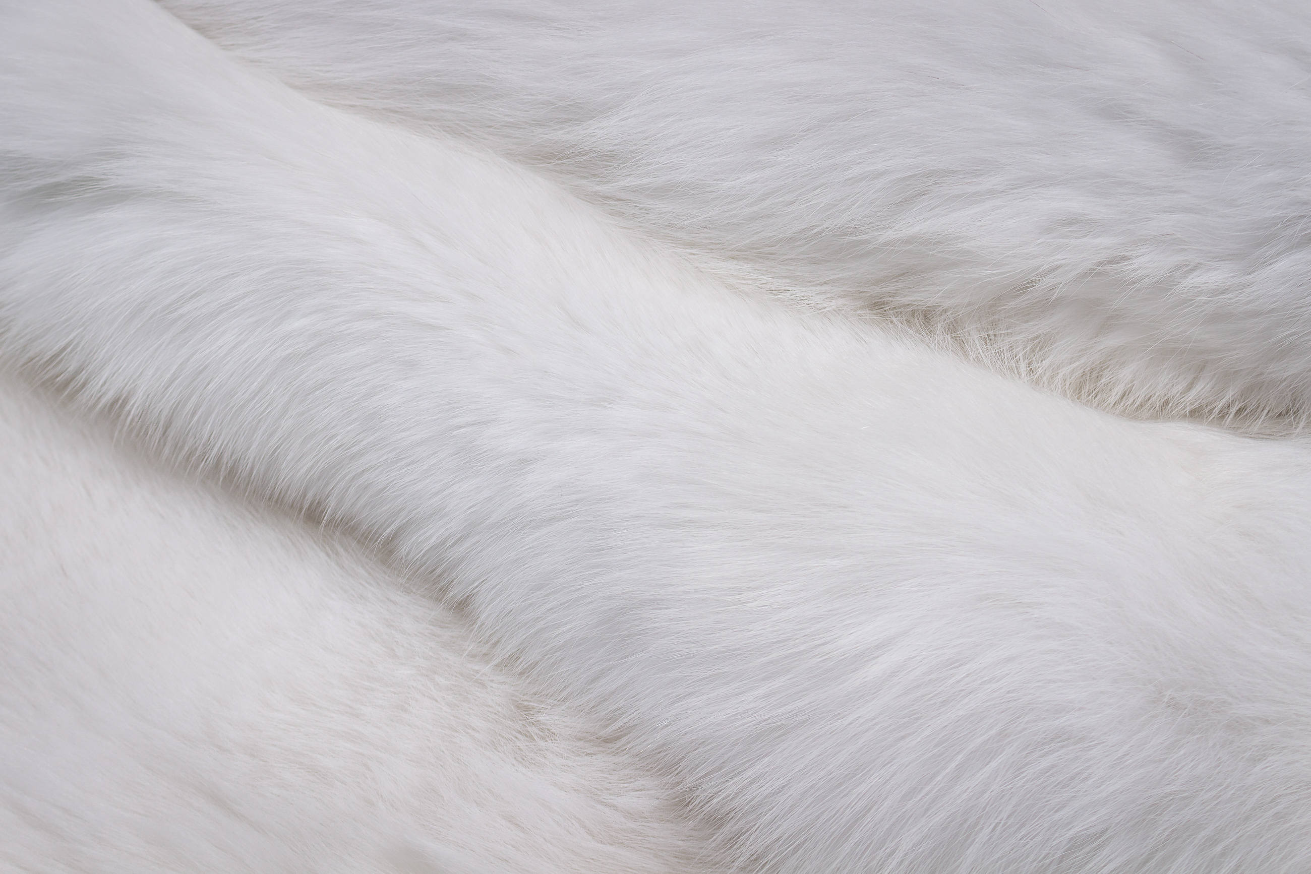 White Fur Runner made with Scandinavian Shadow Fox