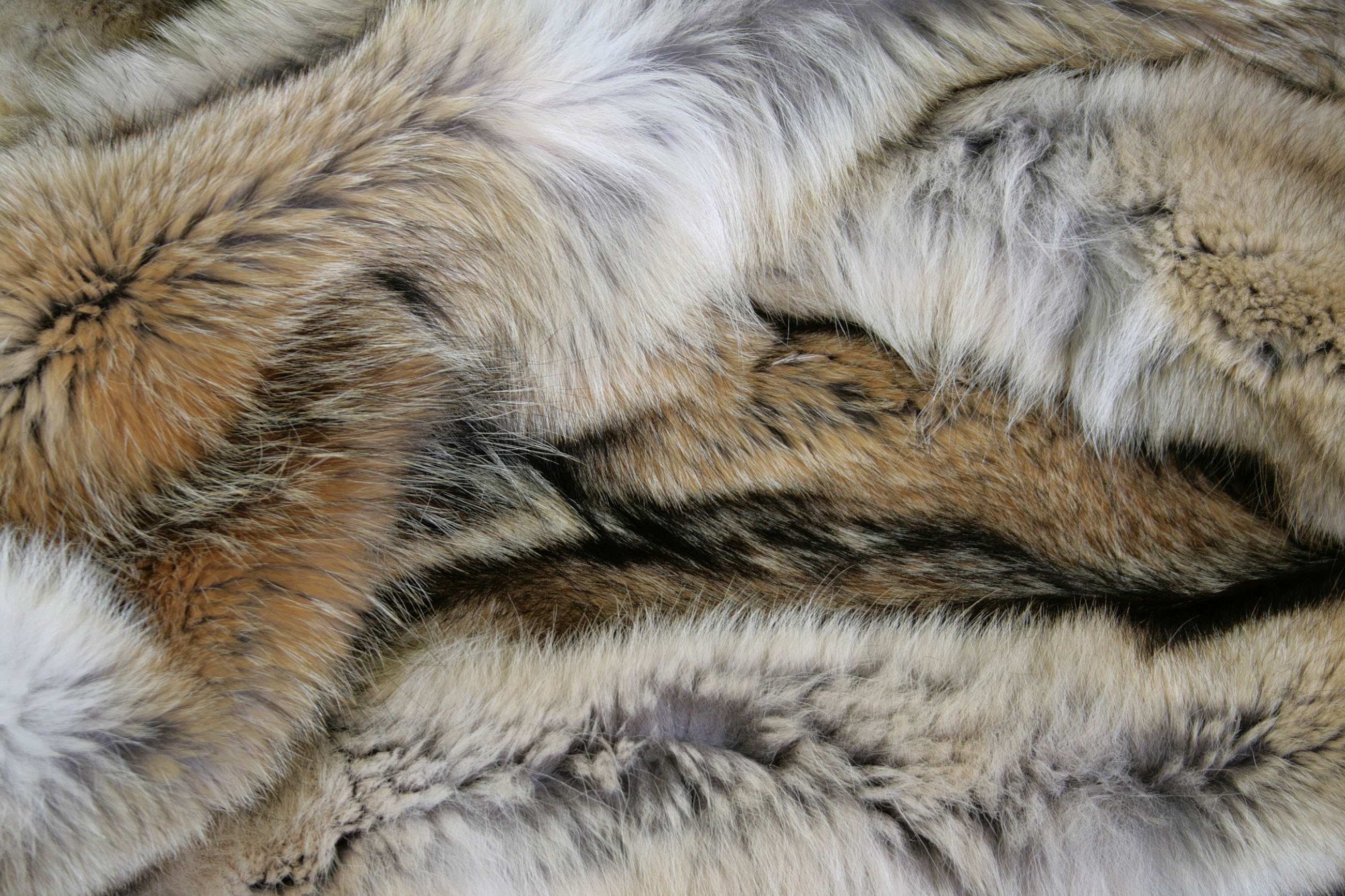kojote-teppich-naturell-6 Rustic fur carpet from northamerican coyote skins