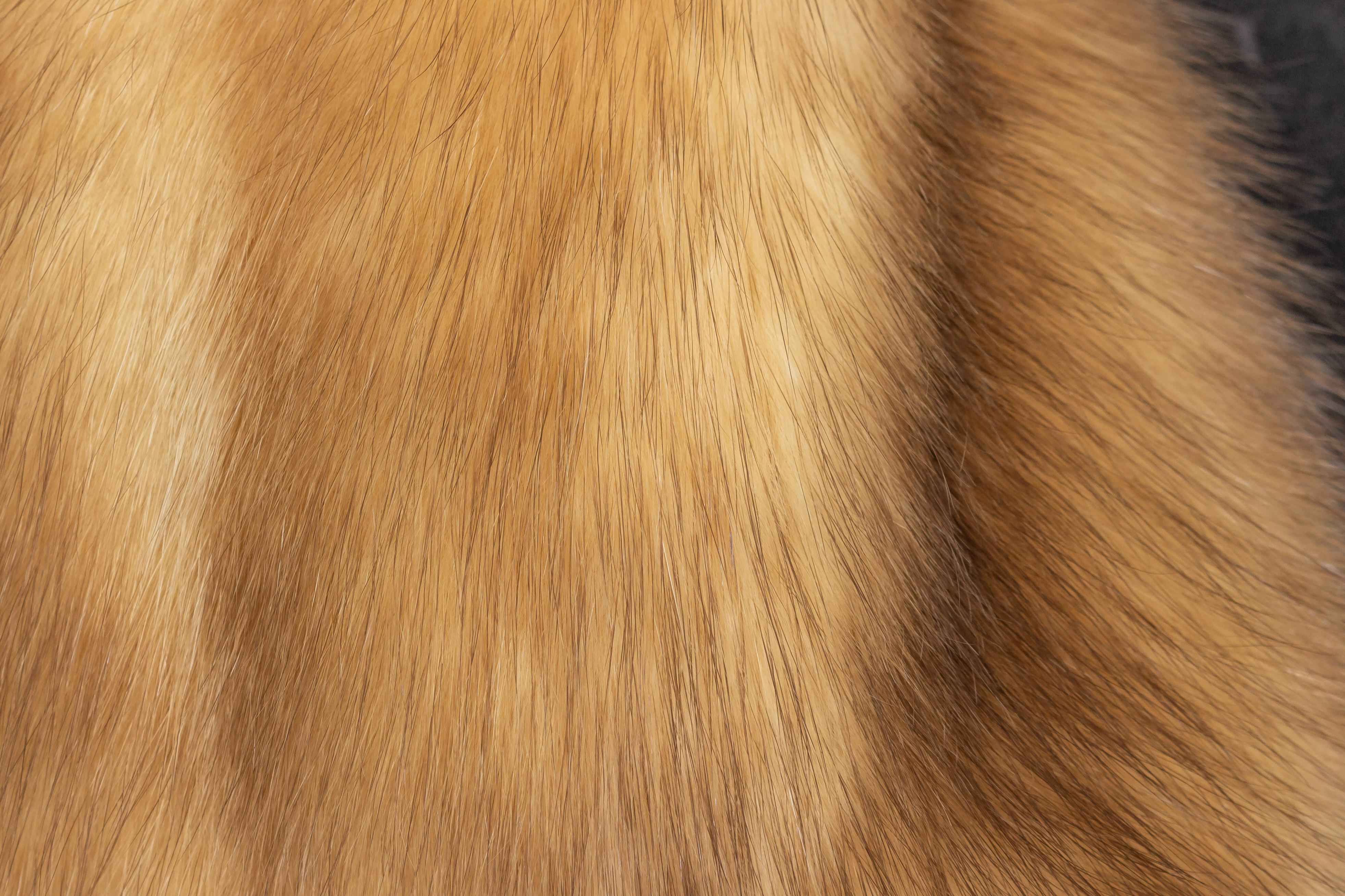 Sable Fur Stola with Russian Gold Sables