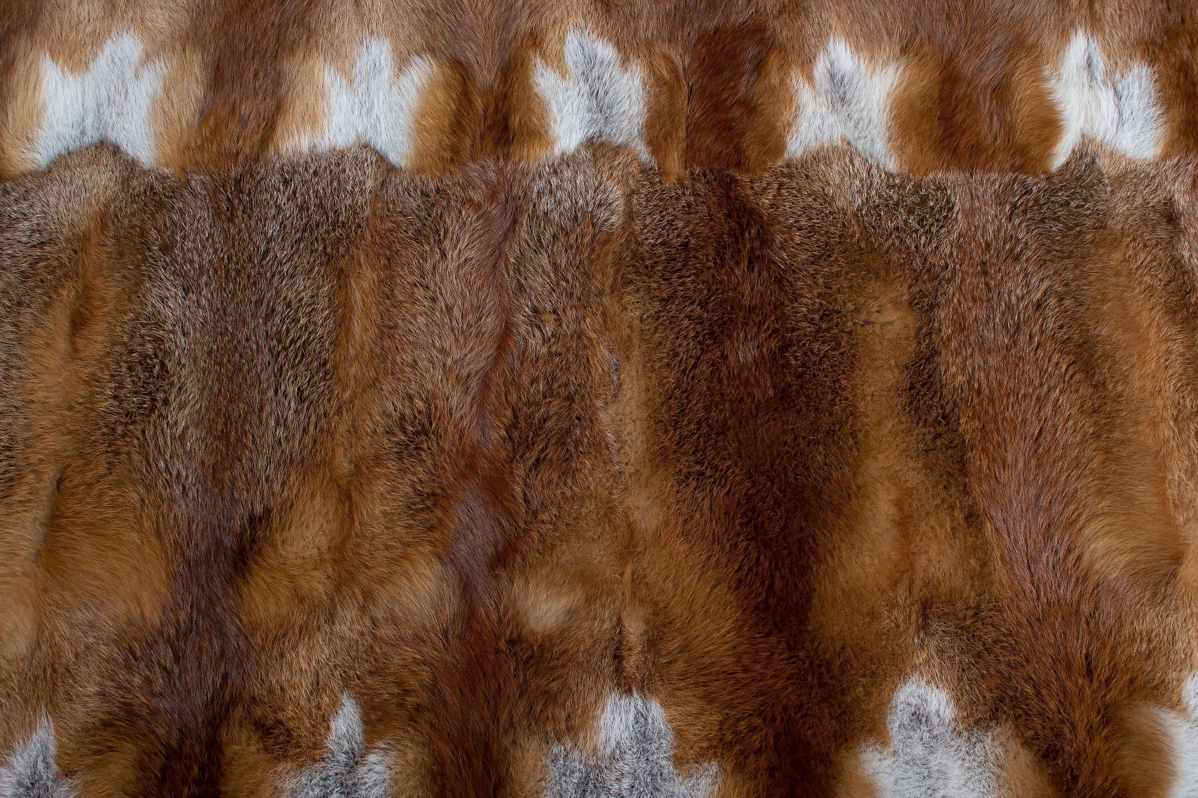 European Red Fox Fur Rug - Natural Color