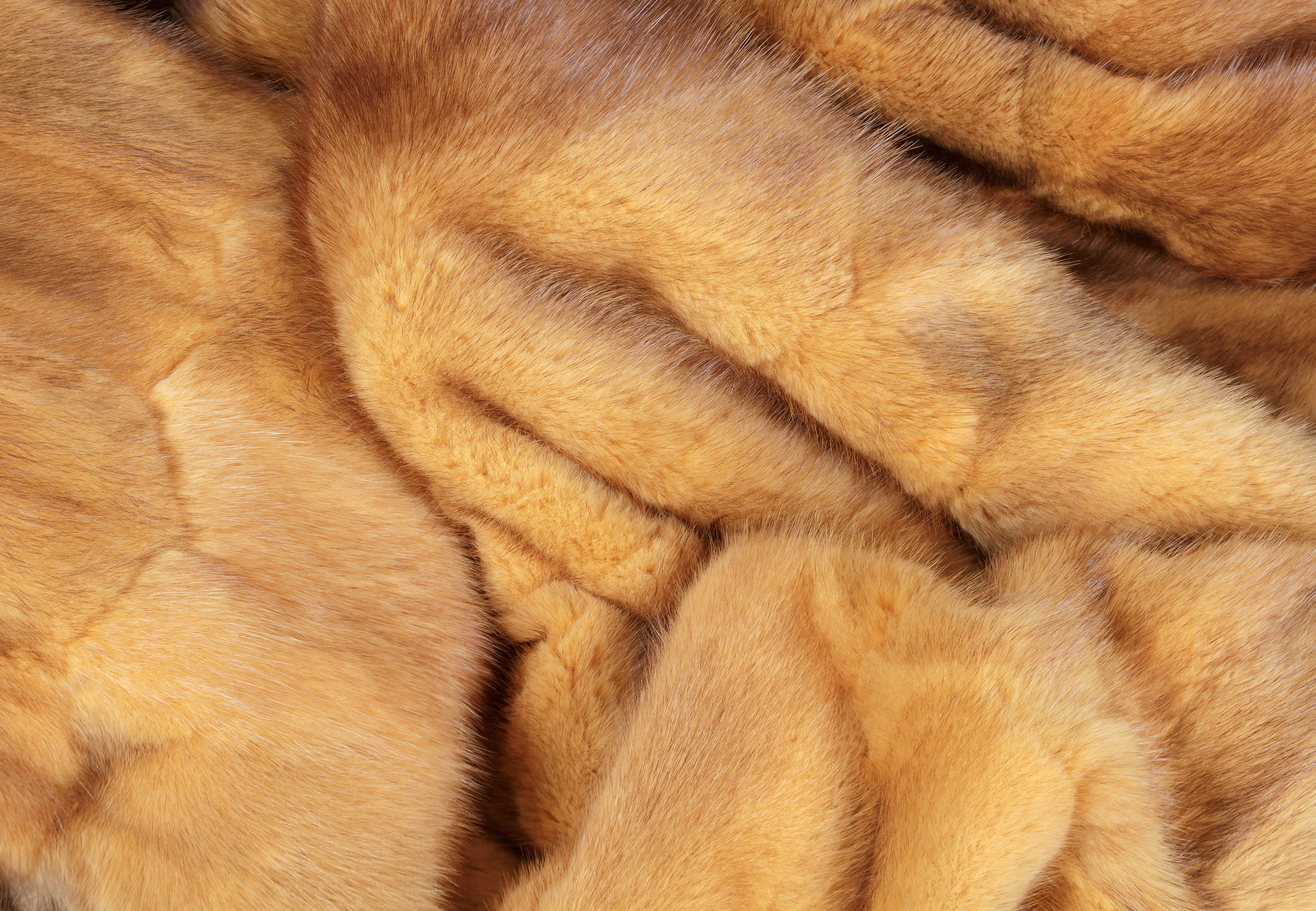 Yellow Muskrat Fur Blanket
