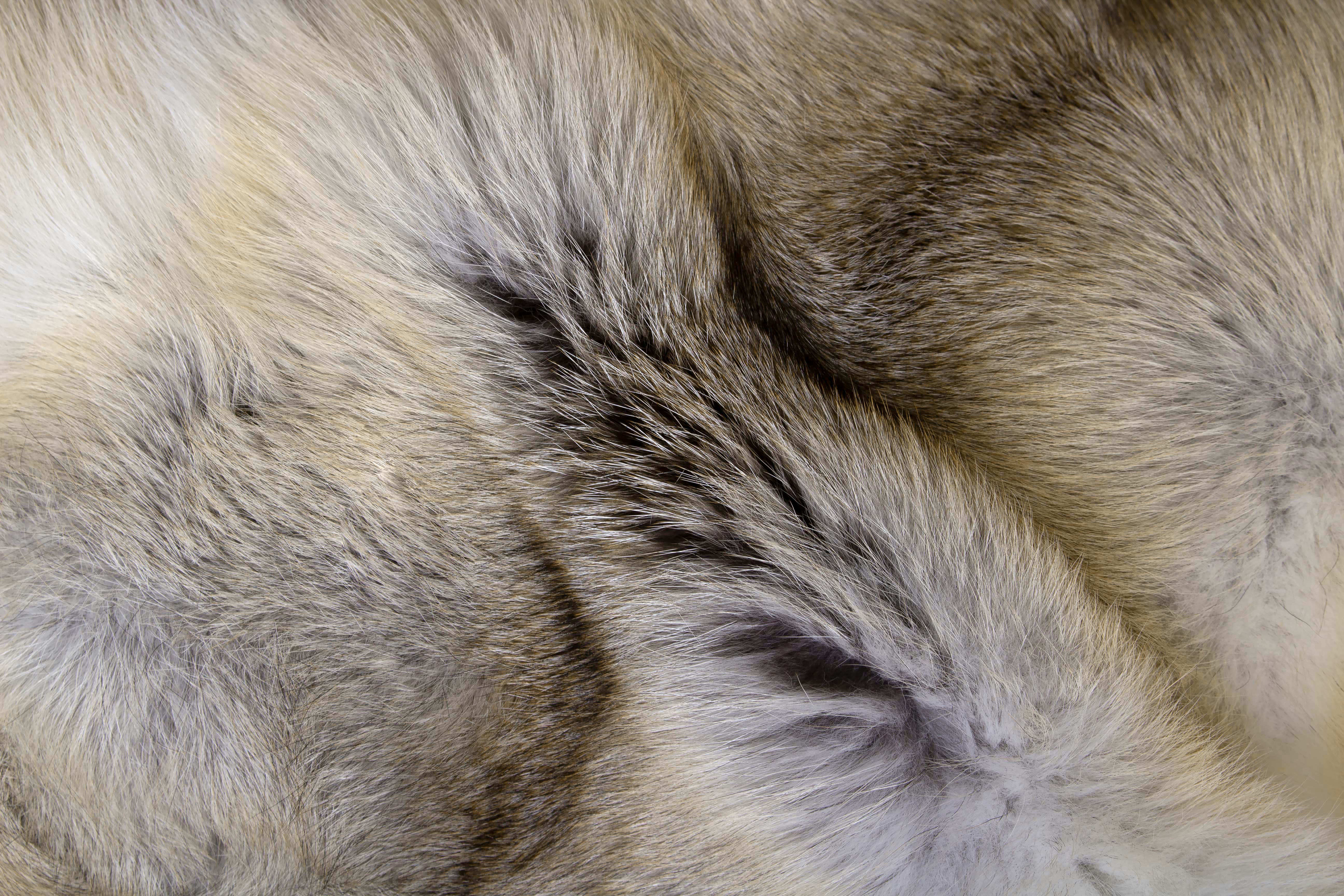 Caramel colored Fur Blanket made of Fawnlight Fox