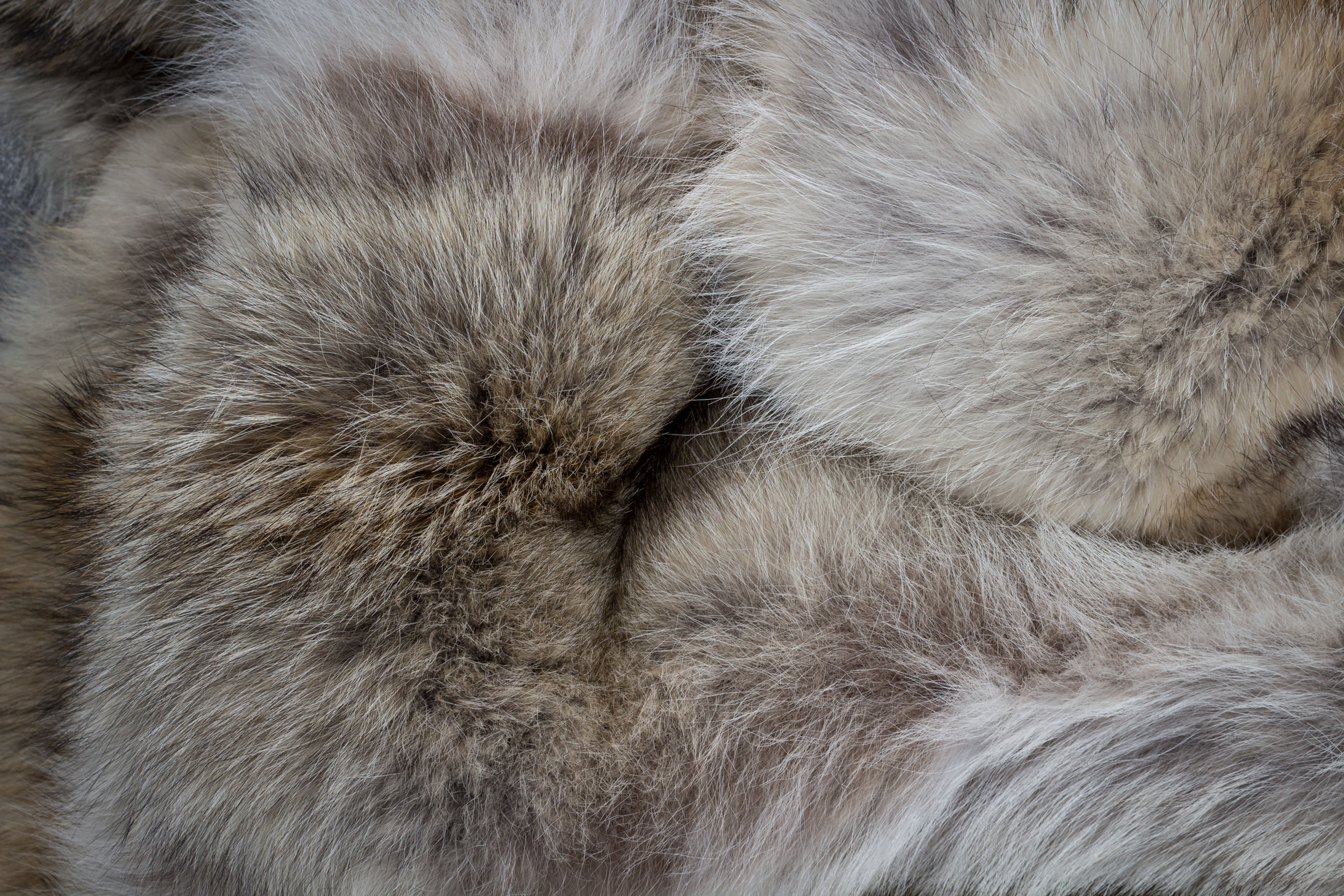 Canadian Coyote Fur Carpet - Round Shape