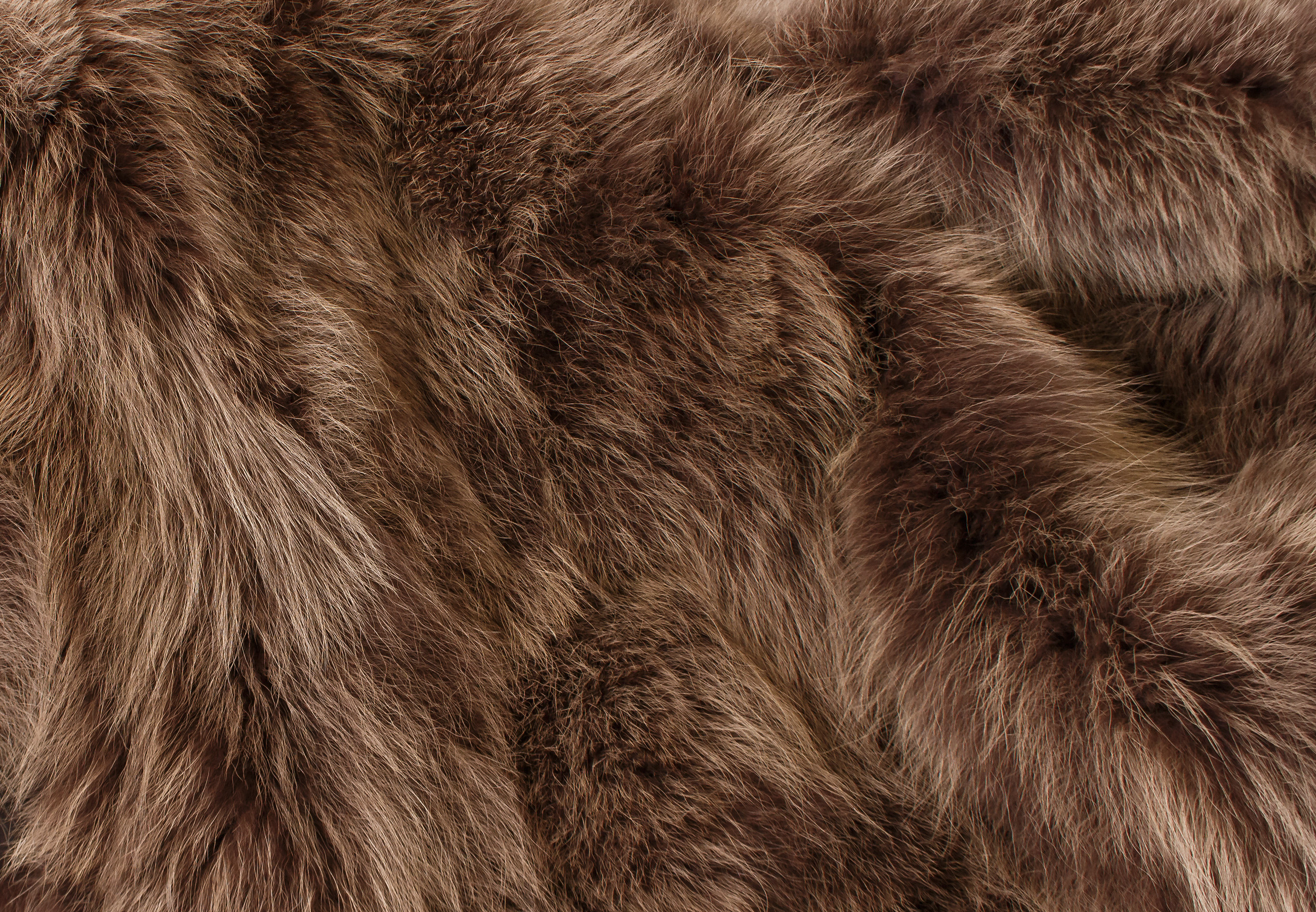Canadian Coyote-sides Fur Throw in Chocolate Brown