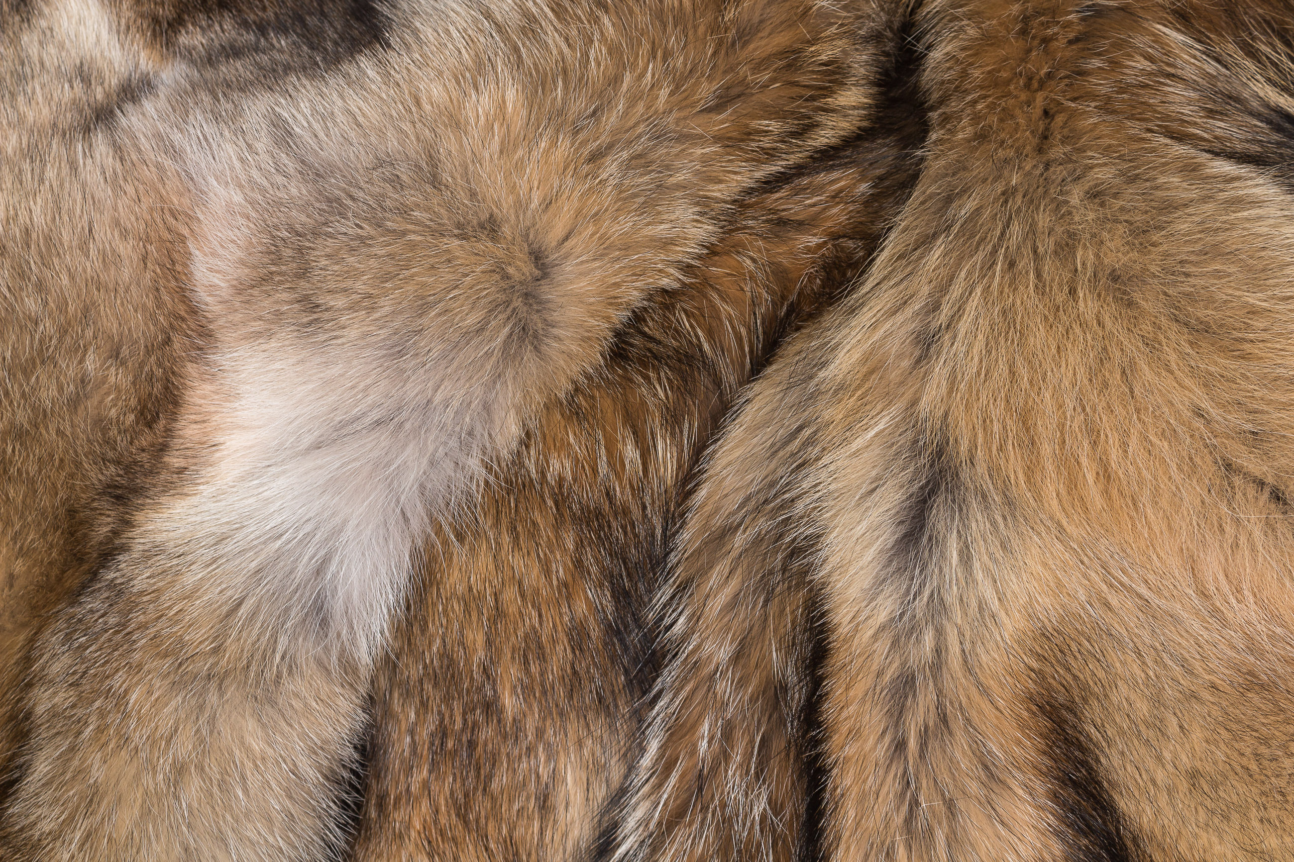 Canadian Coyote Blanket