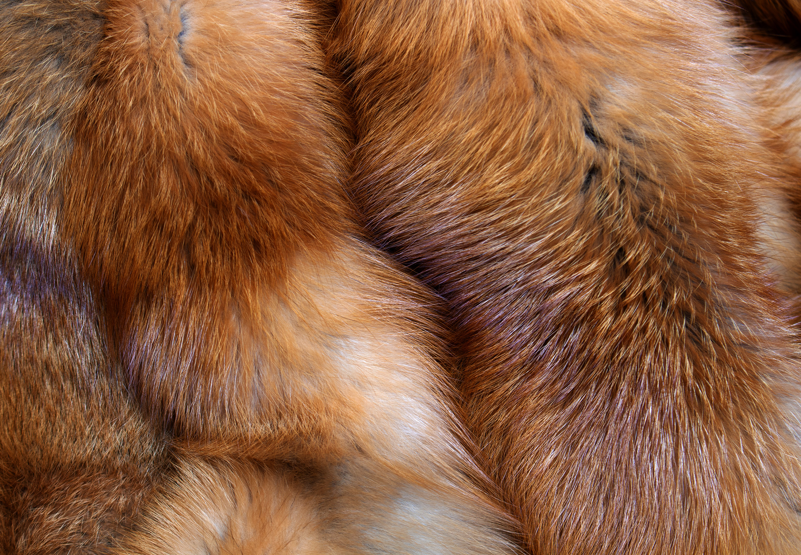Canadian Red Fox Fur Blanket in XXL