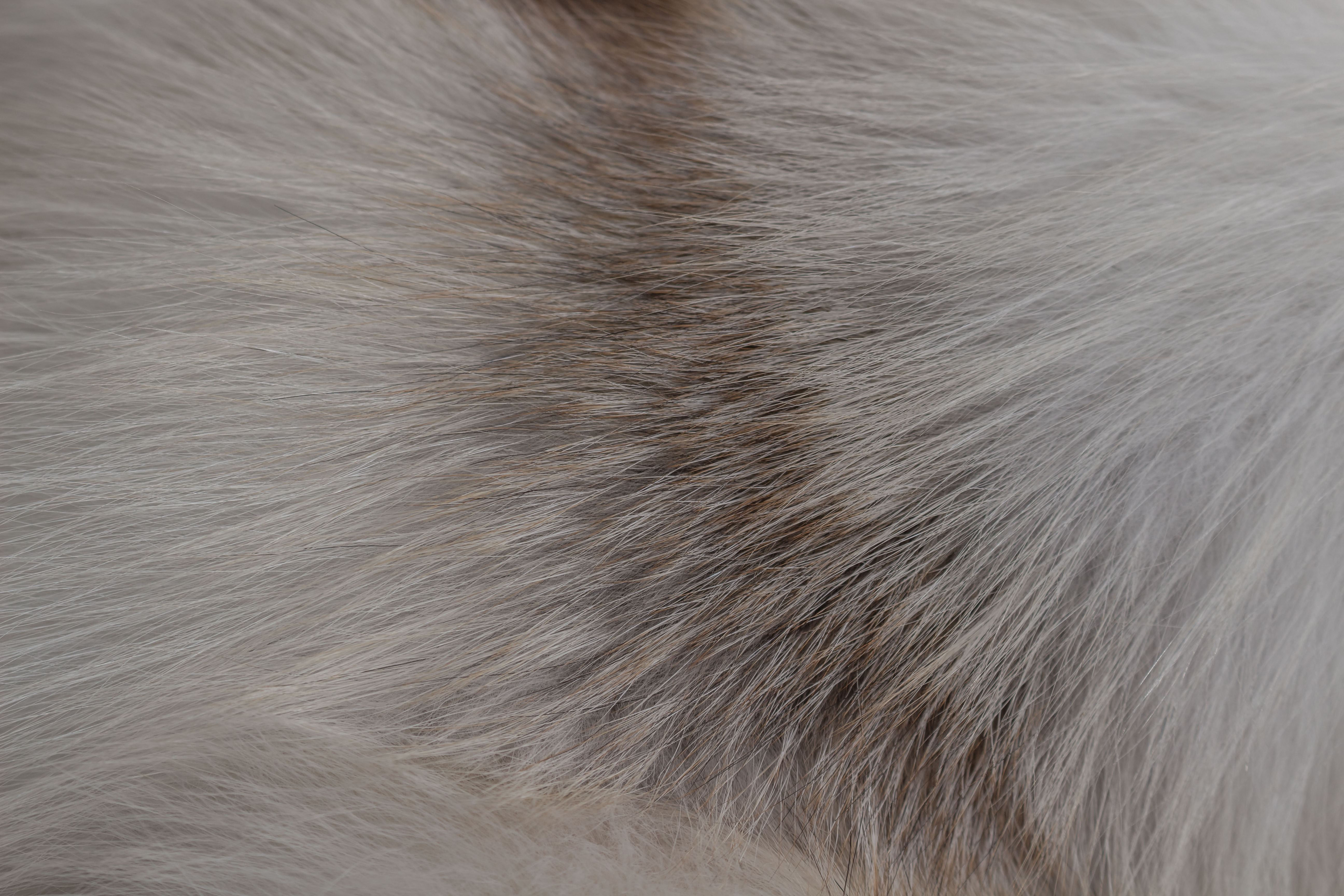 Natural Colored Fawnlight fur blanket (SAGA Fur)
