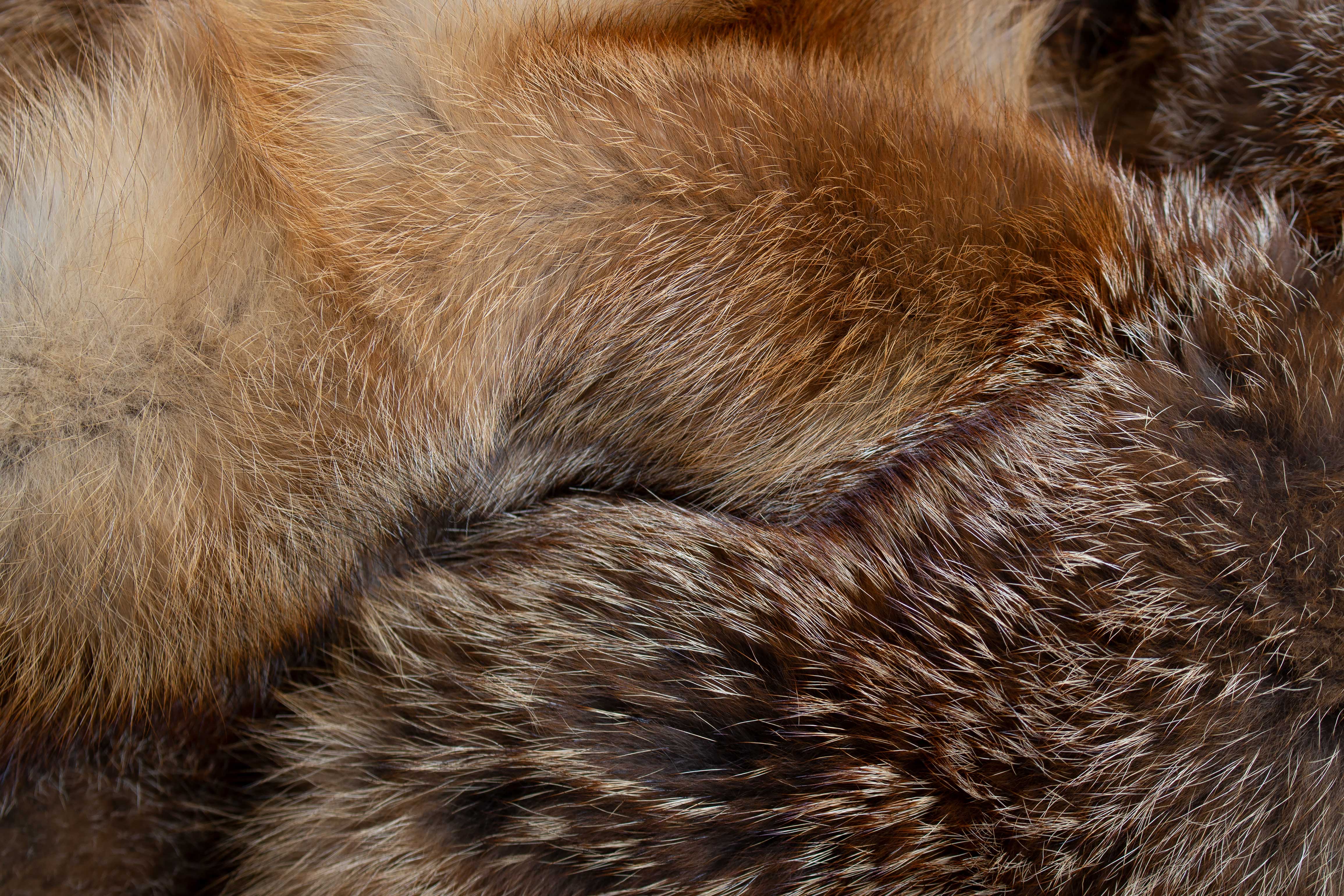 6-1542-Europaeischer-Rotfuchs-Echtfell-Fuchsteppich-Almflair-Lars-Paustian European Red Fox Fur Carpet "Almflair"