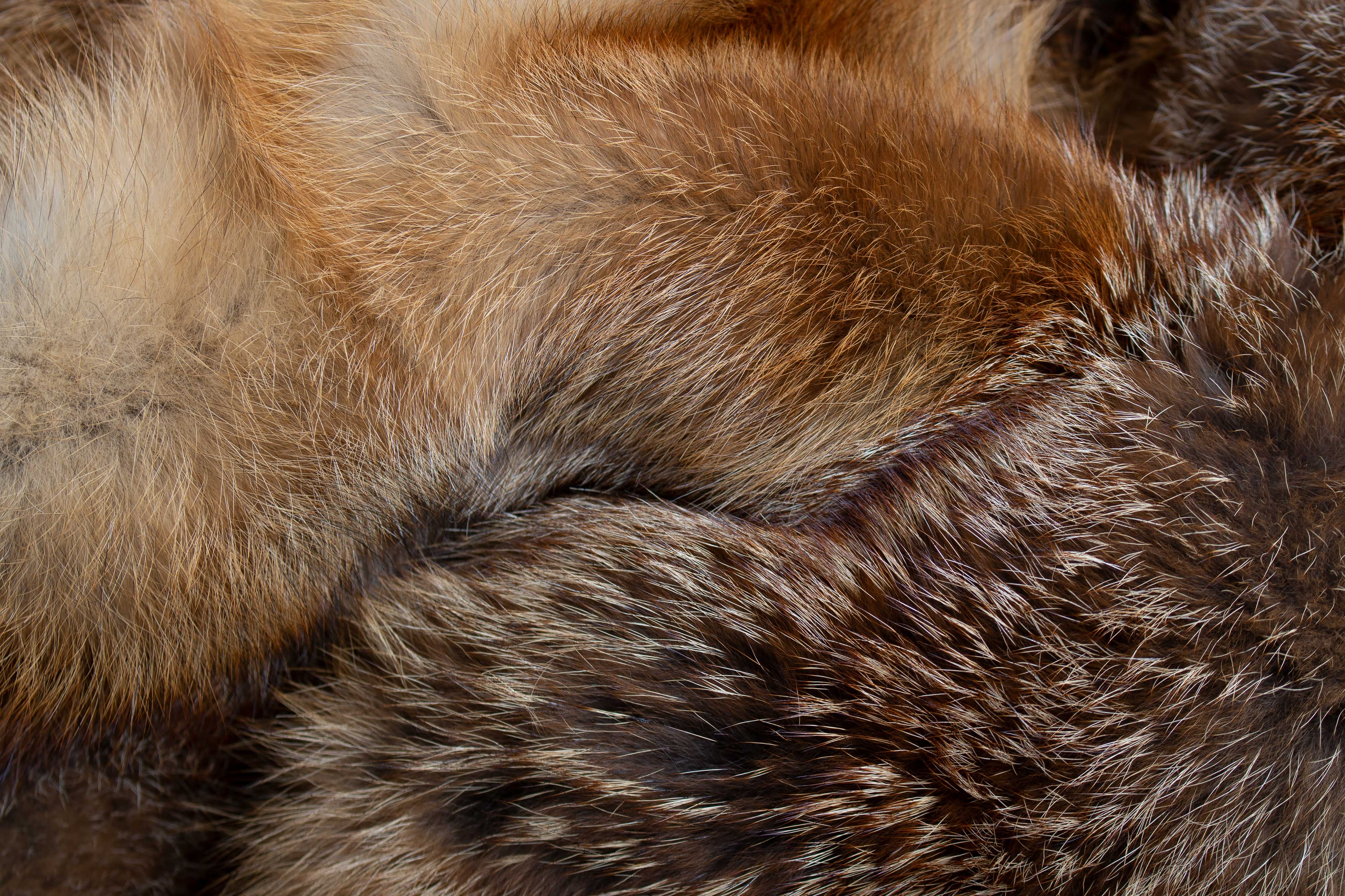 European Red Fox Fur Carpet "Almflair"