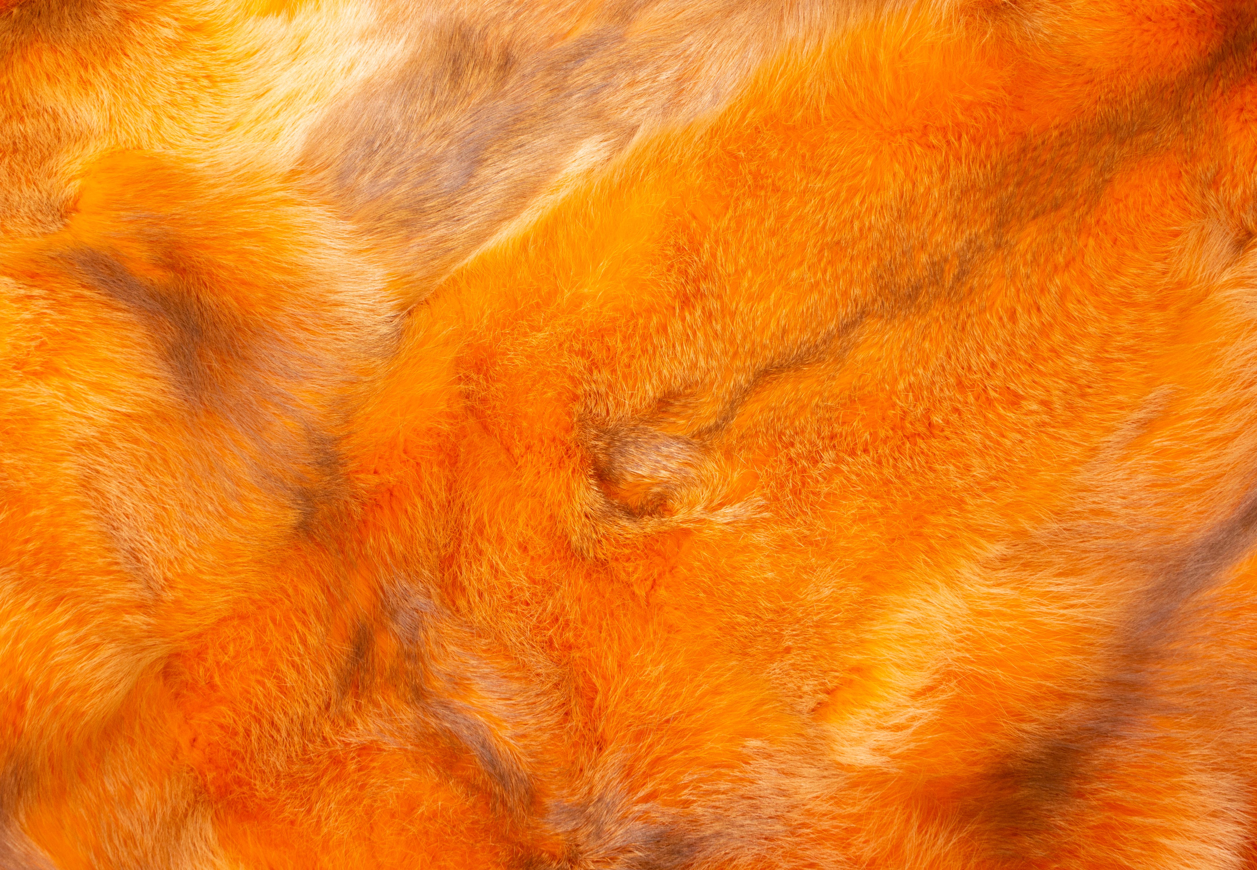 Authentic European Red Fox Rug in orange