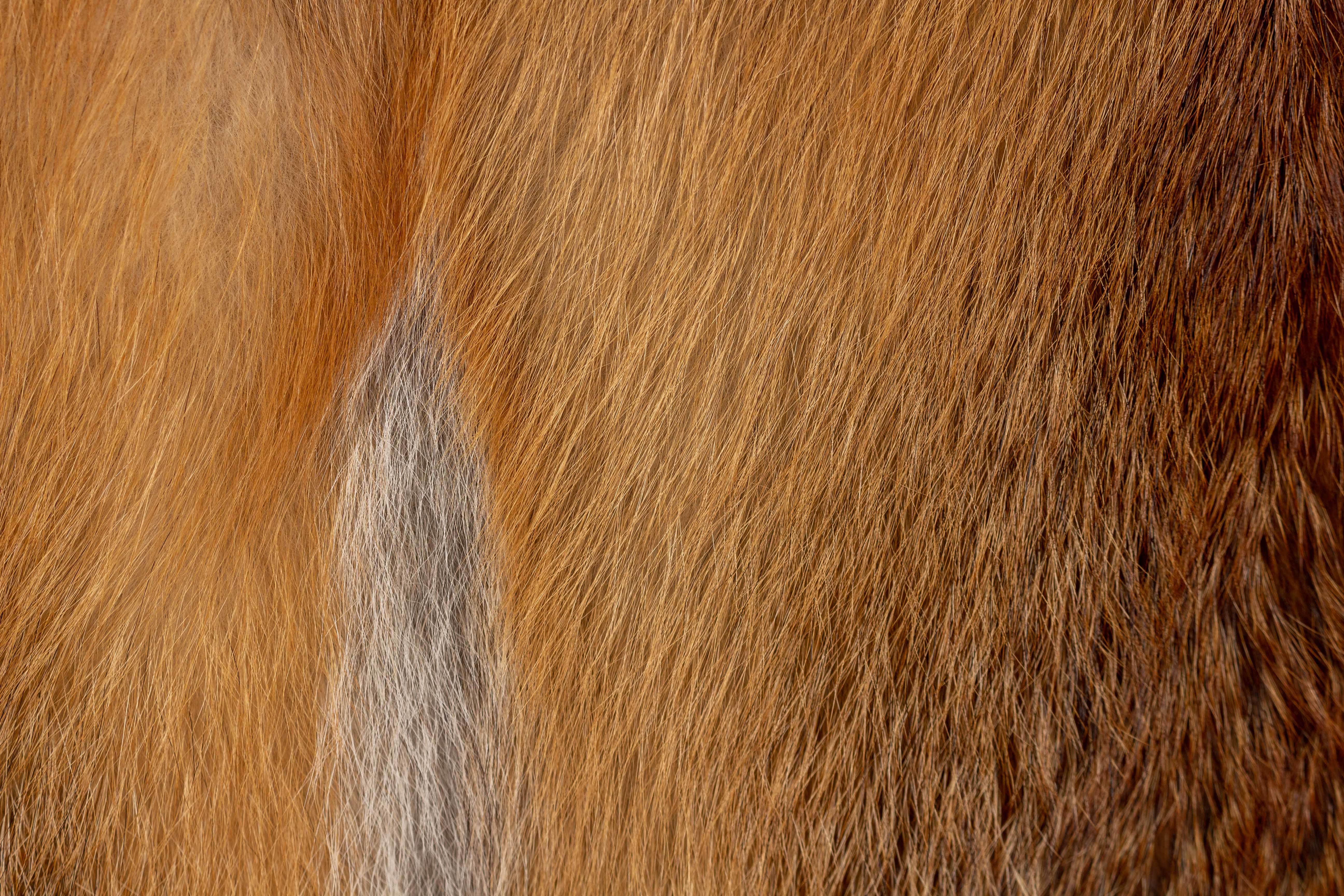 Bed Headboard with European Red Fox Fur