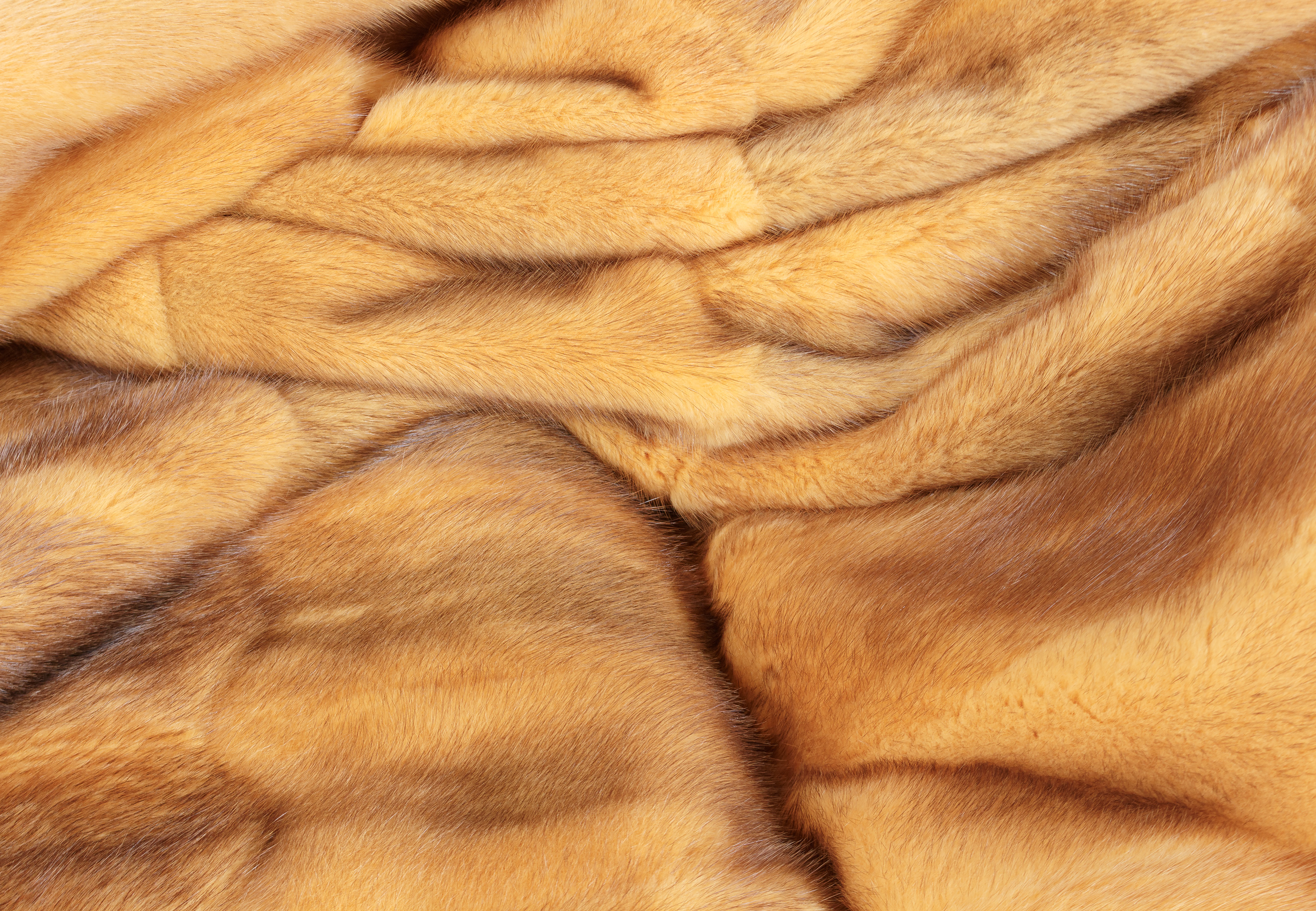 Yellow Muskrat Fur Blanket