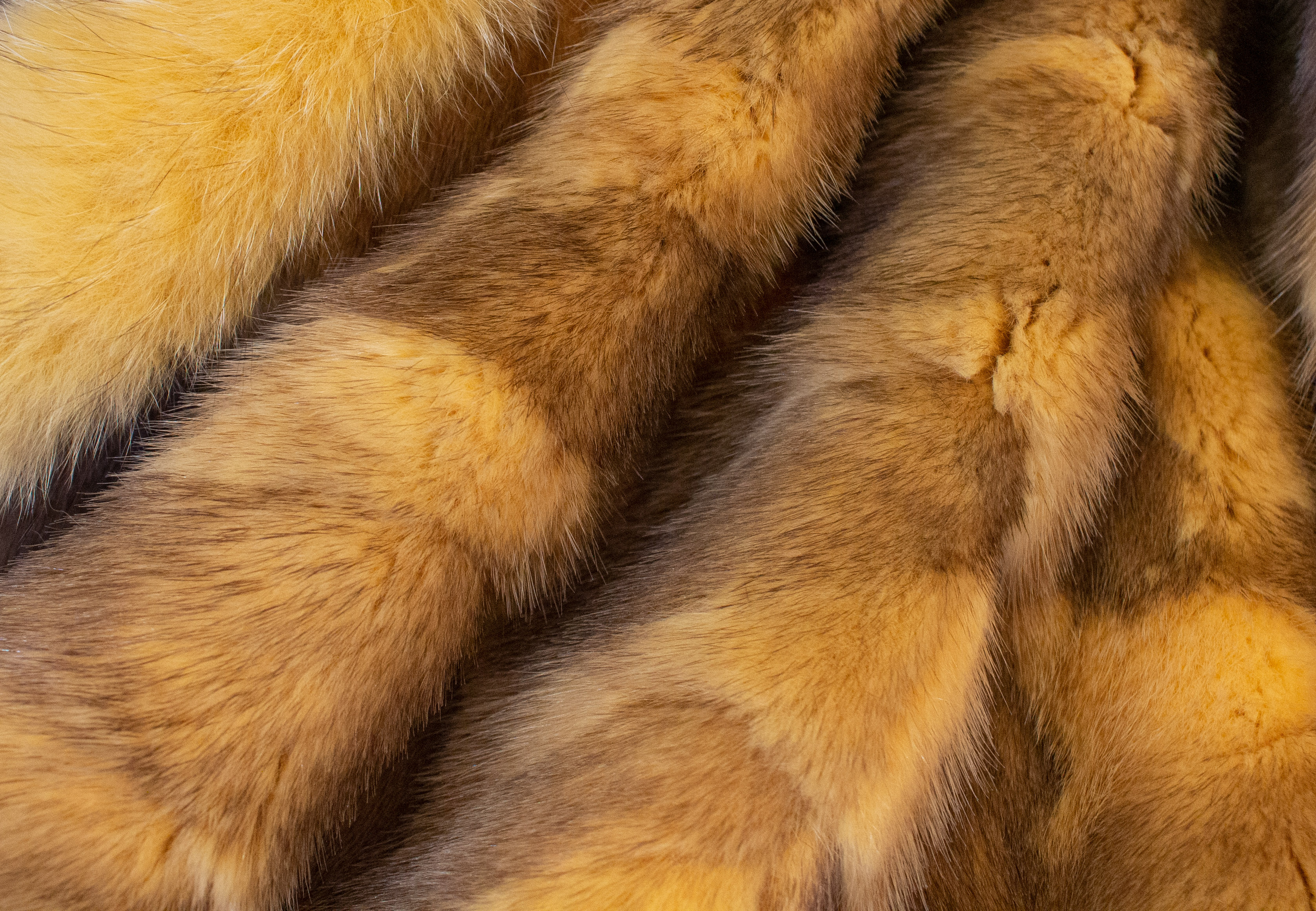 Muskrat Fur Blanket with Fox Frame - Golden Honey