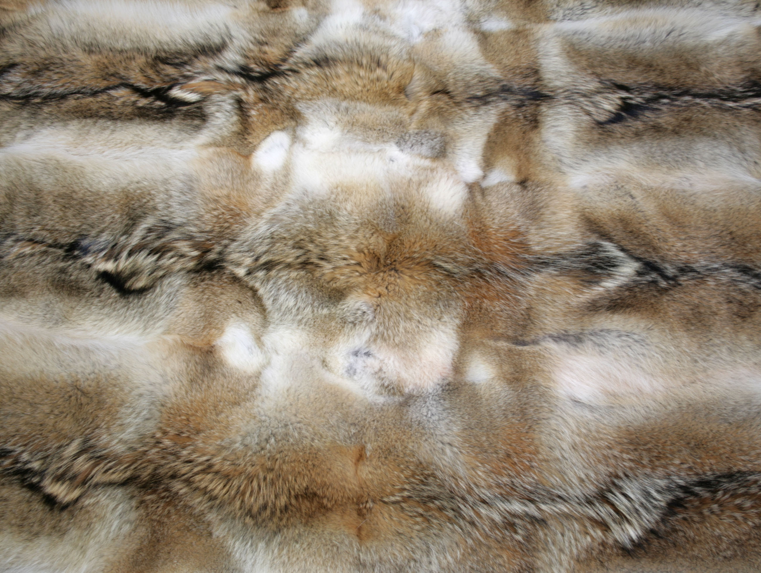 kojote-teppich-naturell-4 Rustic fur carpet from northamerican coyote skins
