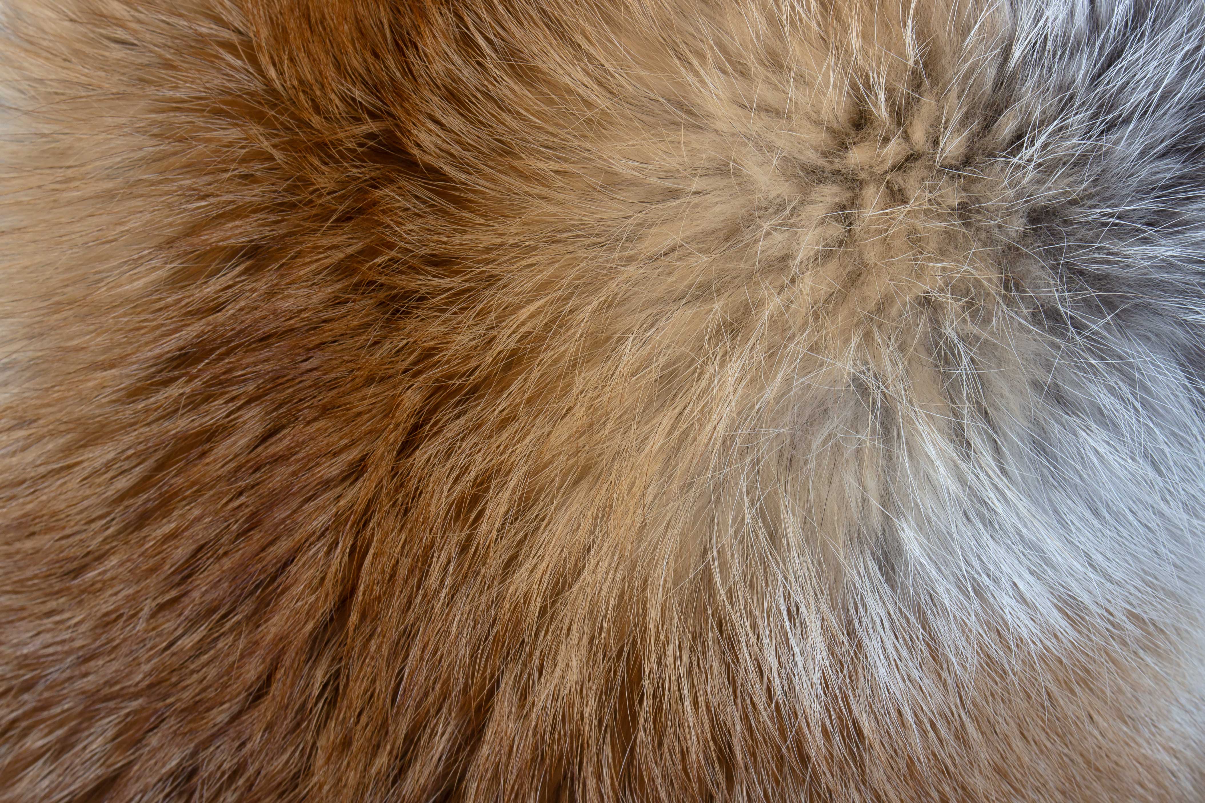 European Red Fox Fur Cushion