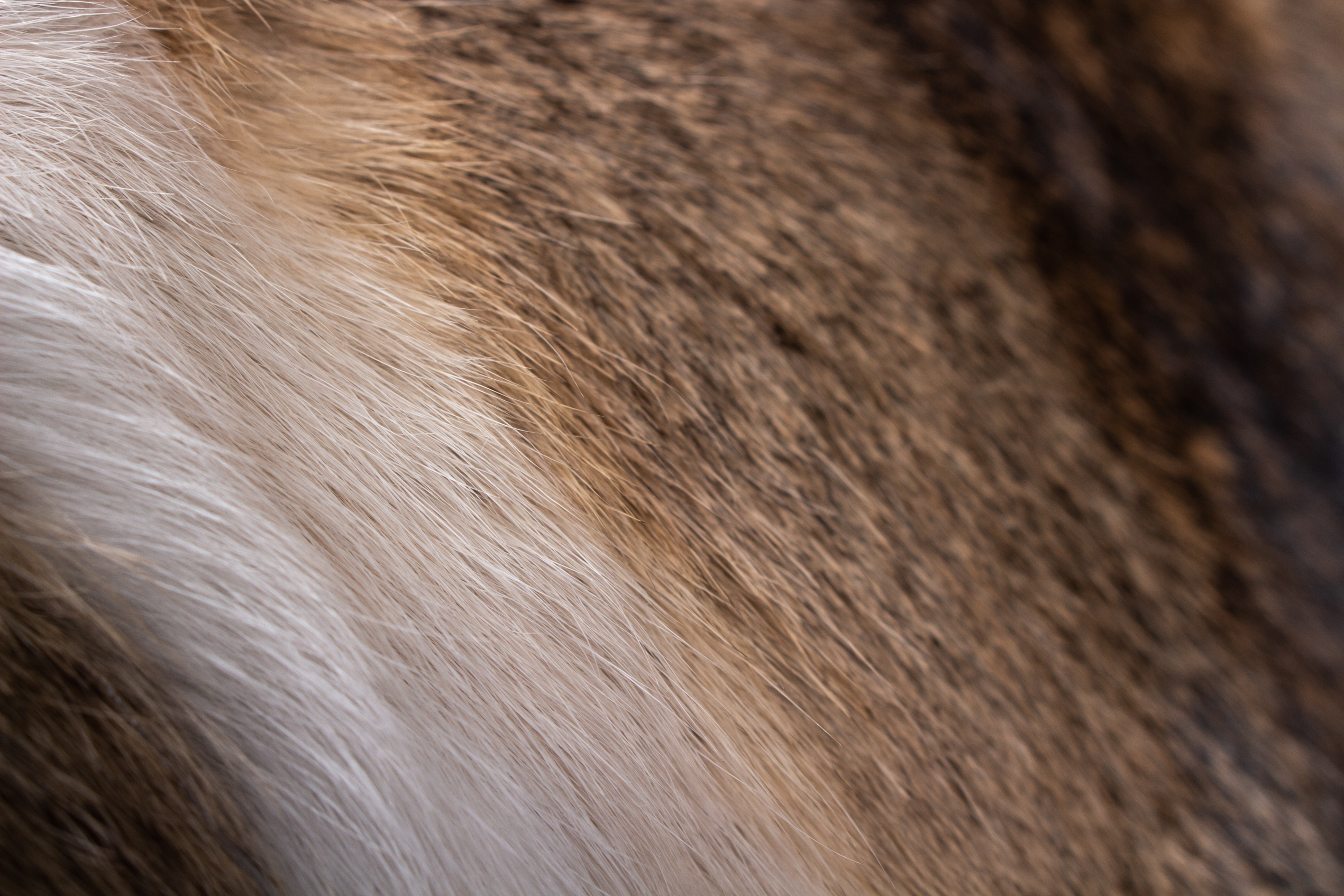 6-7279-Kaninchen-Fellkissen-naturelle-Farbgebung-Lars-Paustian Rabbit Fur Cushion natural Color