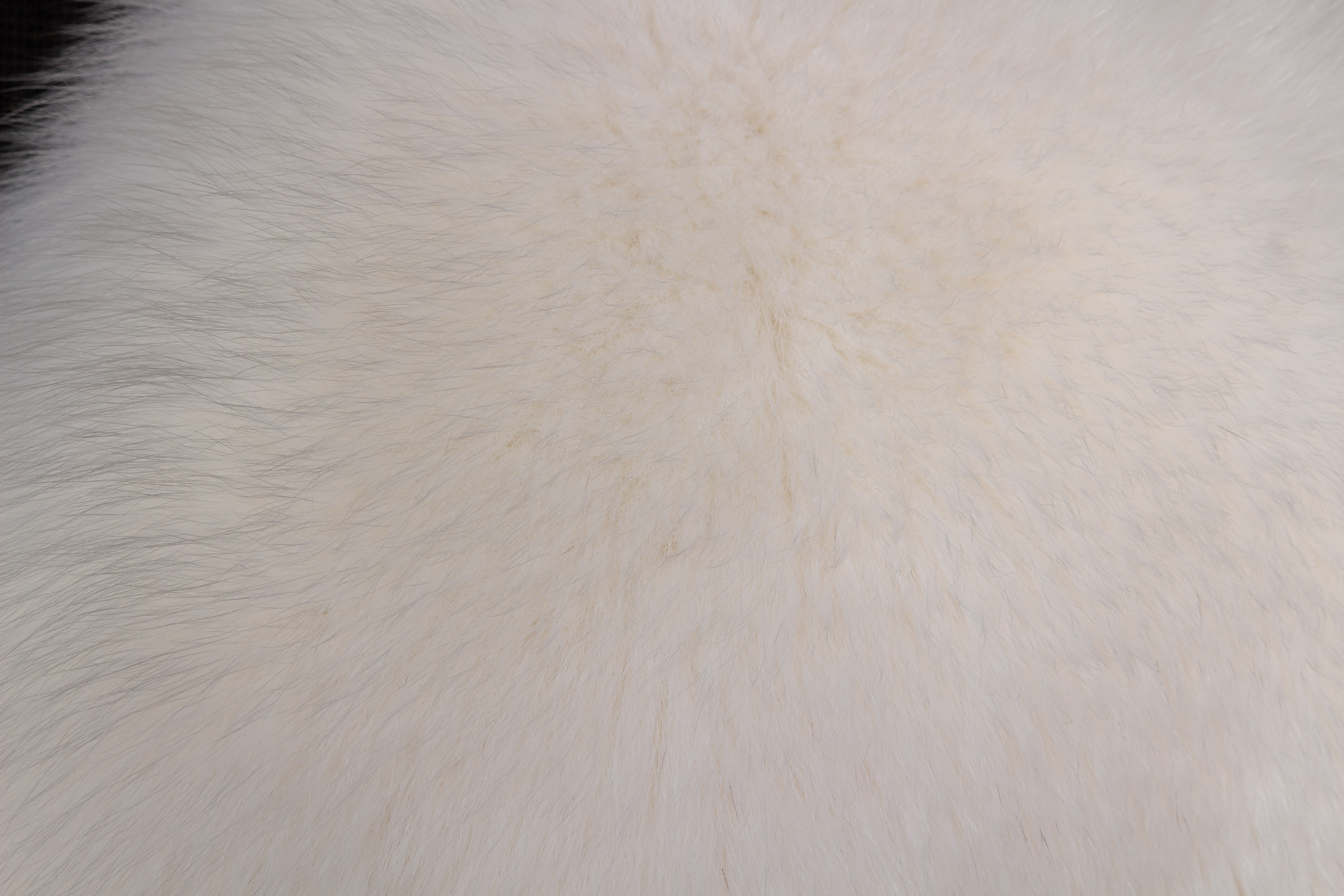 Fur cape made of scandinavian shadow fox