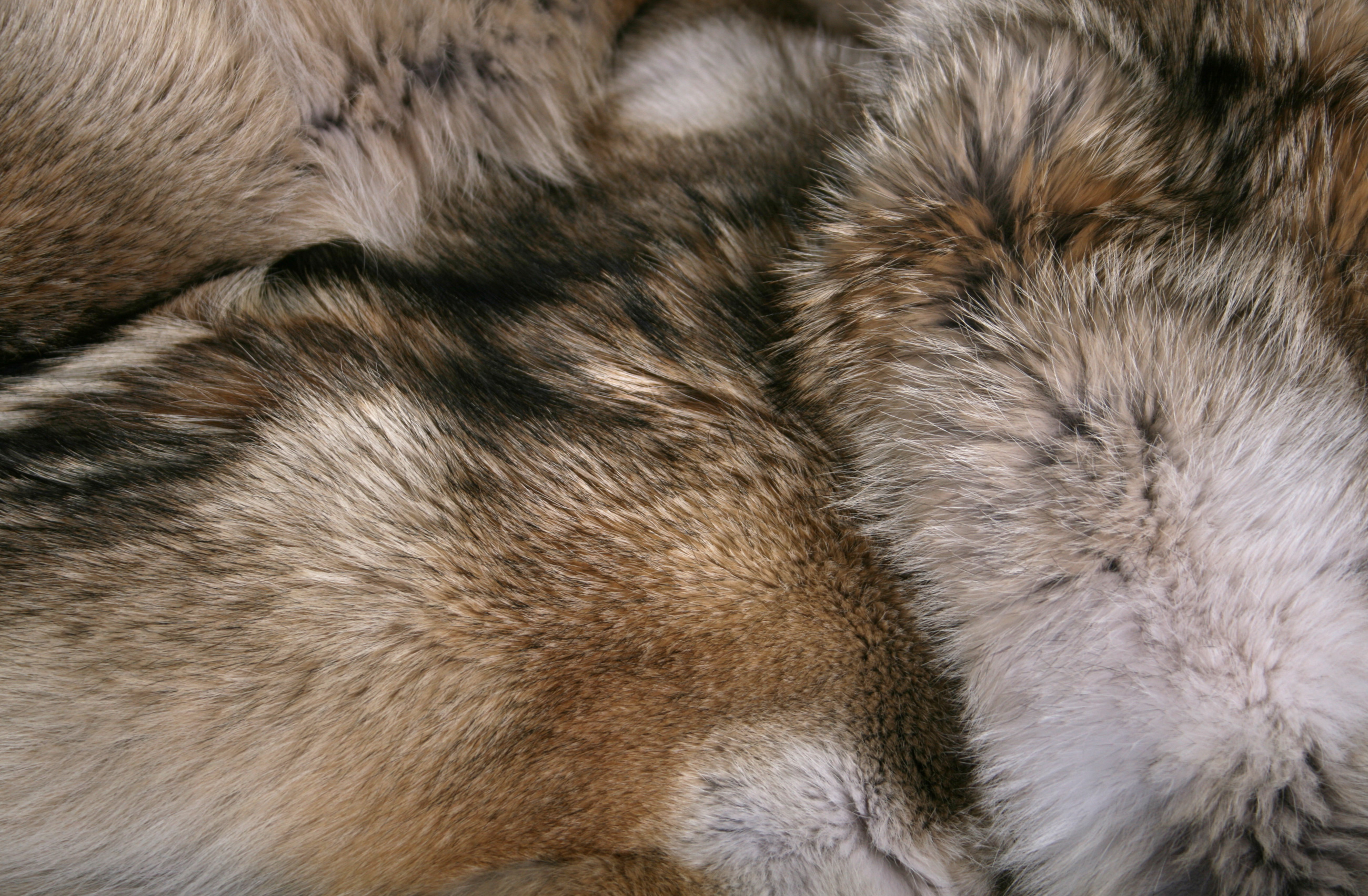 Coyote Fur Blanket - Fur Harvesters Quality