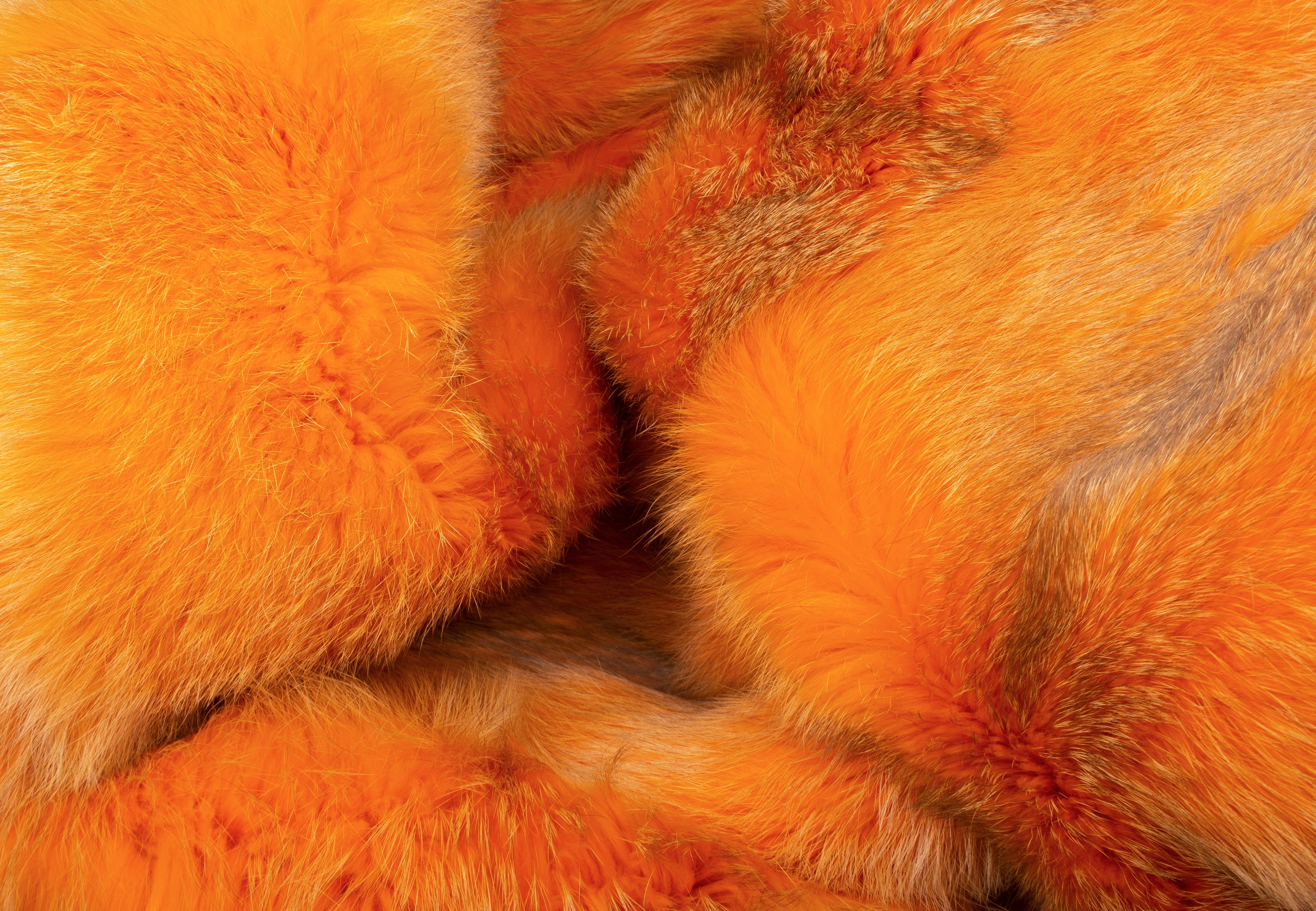 Authentic European Red Fox Blanket in orange